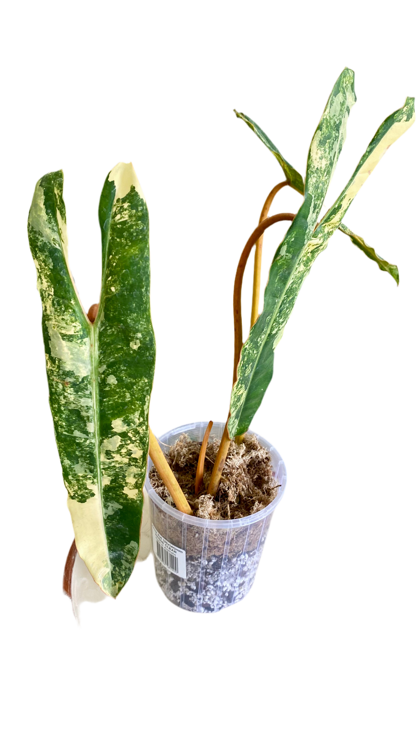 Philodendron Billietiae Variegated
Genetic (Non Tc)