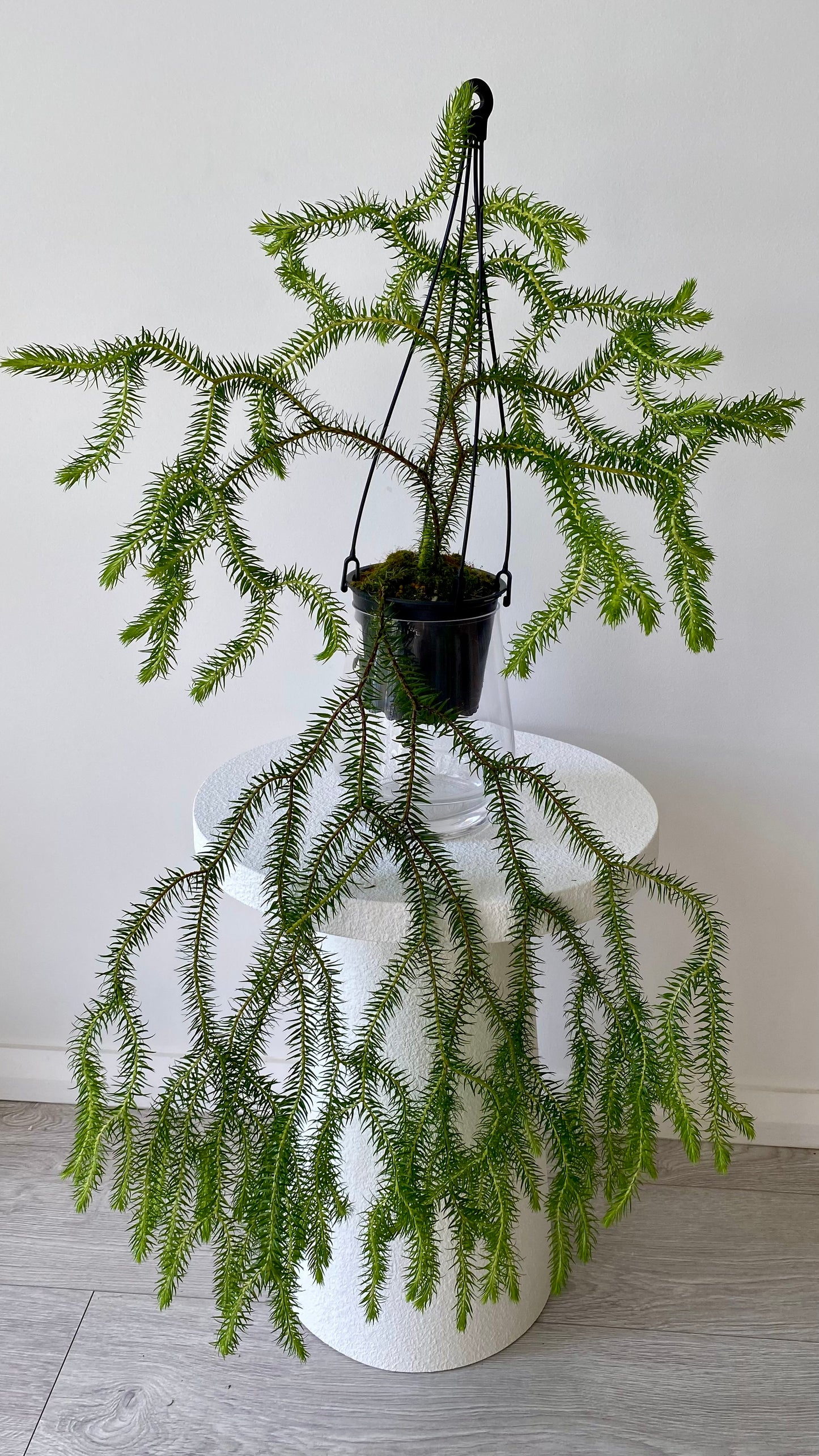 Queensland Fine Rock Tassel Fern