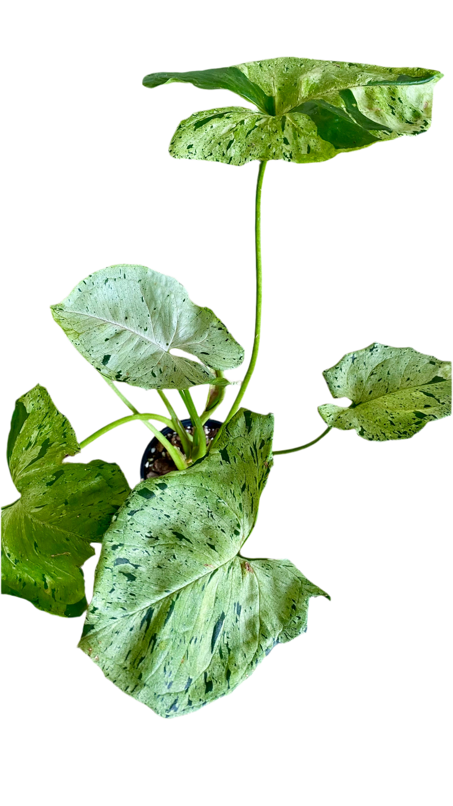 Syngonium Green Splash