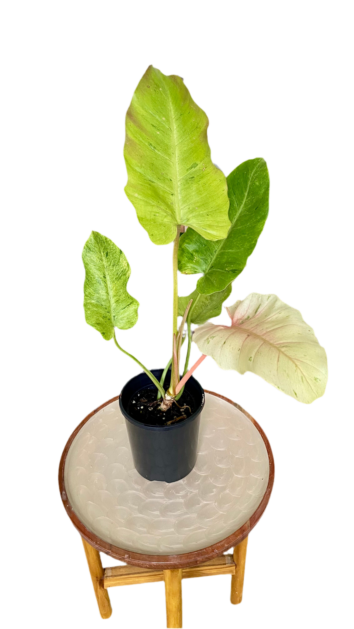 Philodendron Snowdrift