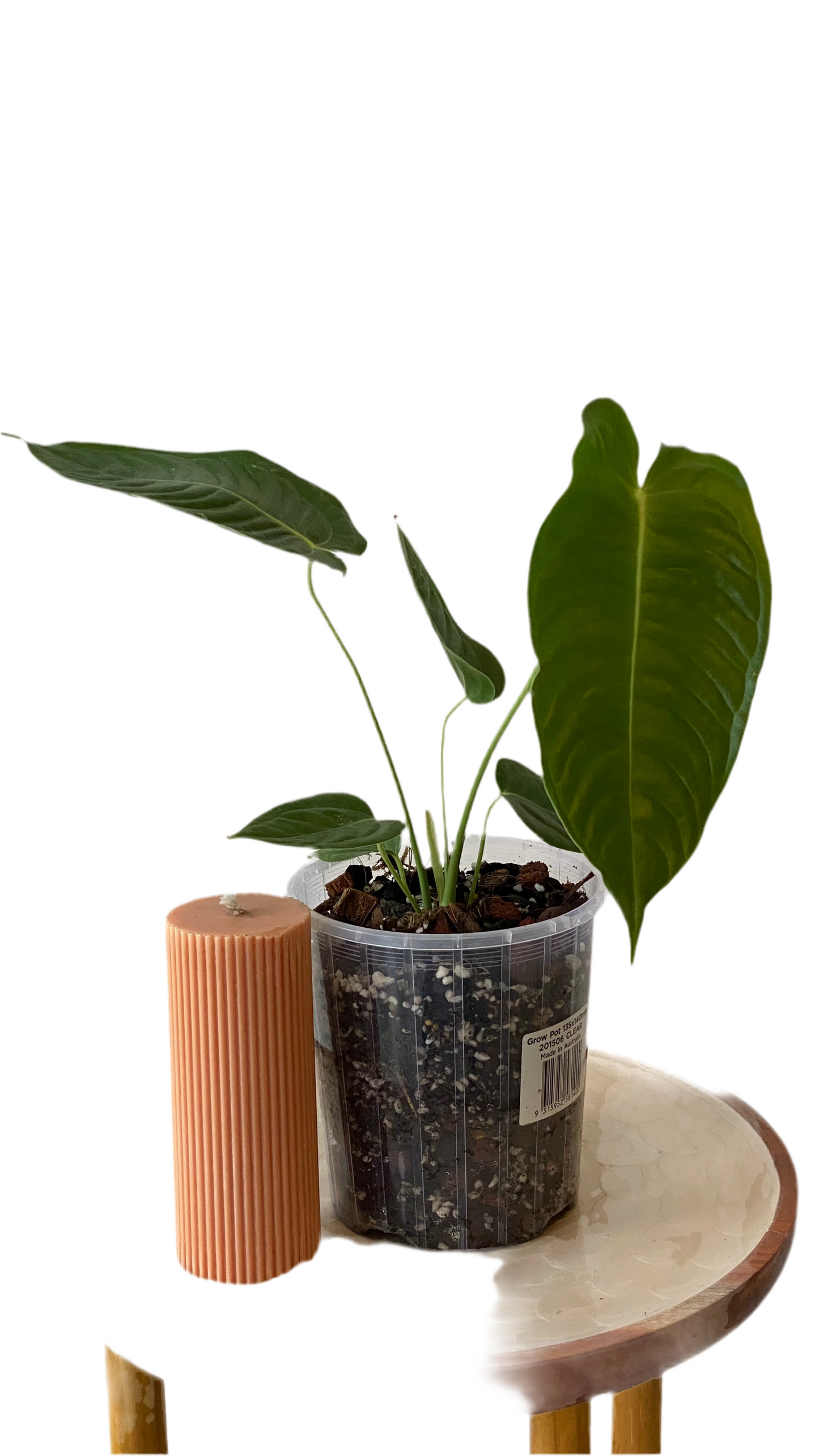 King Anthurium Veitchii - Narrow Form