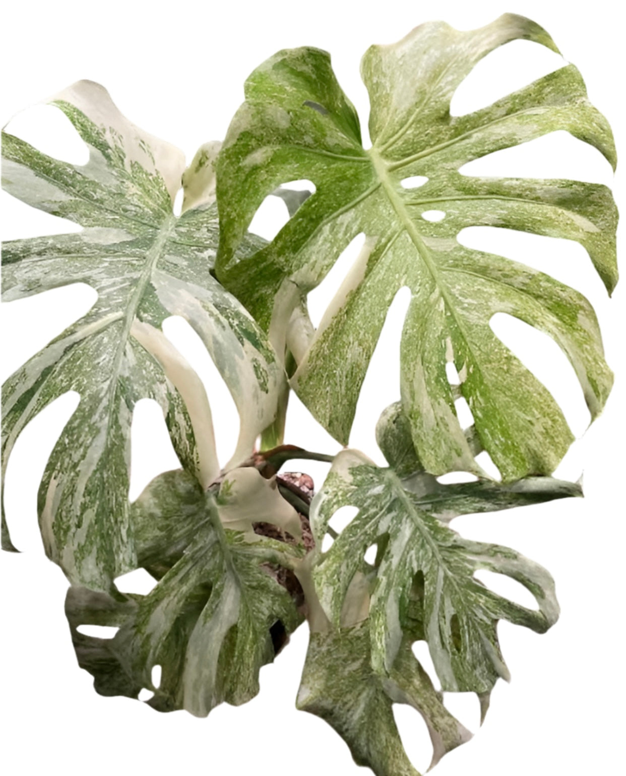 Monstera Deliciosa Legacy Variegated