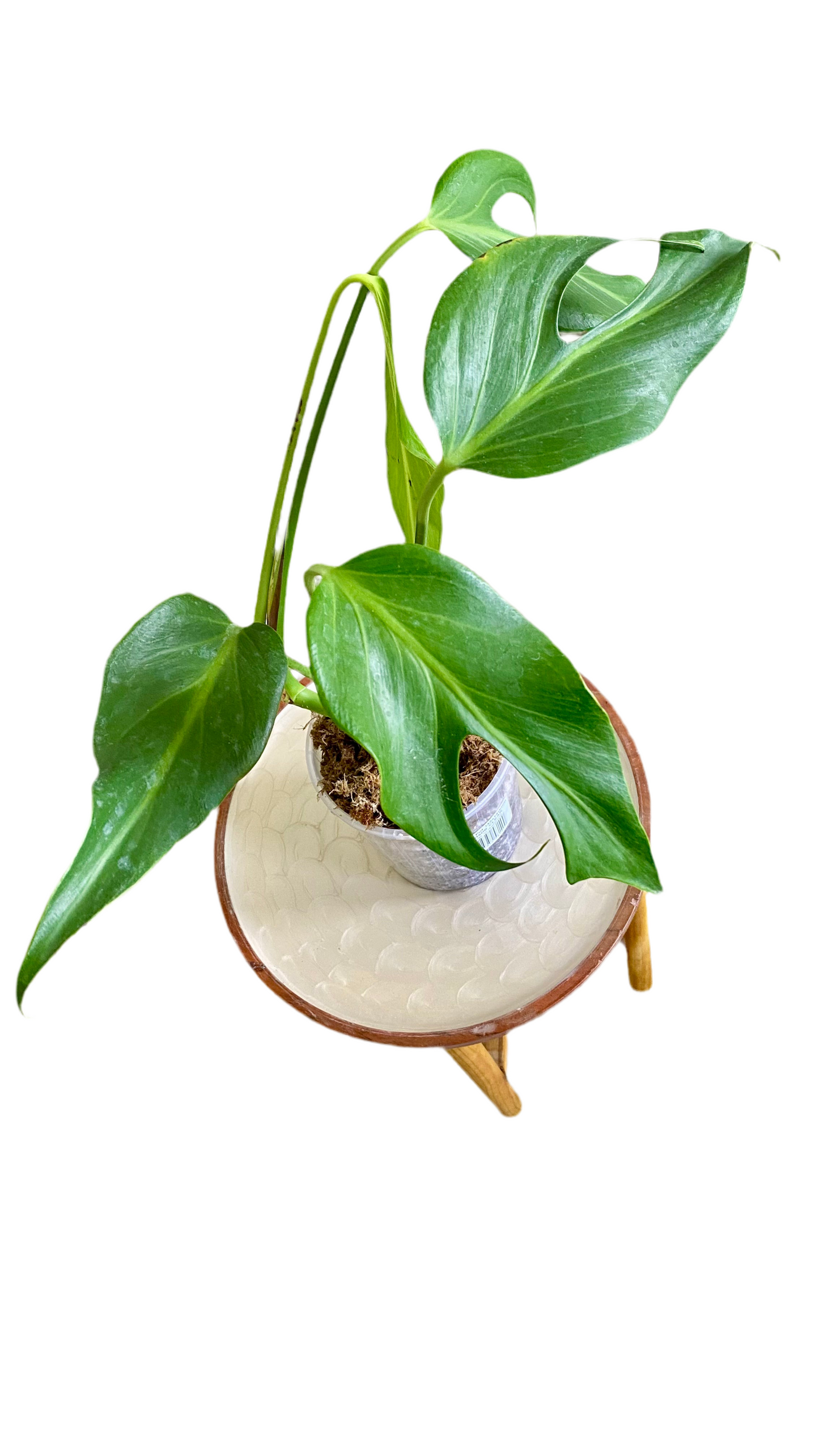 Monstera Burle Marx Flame