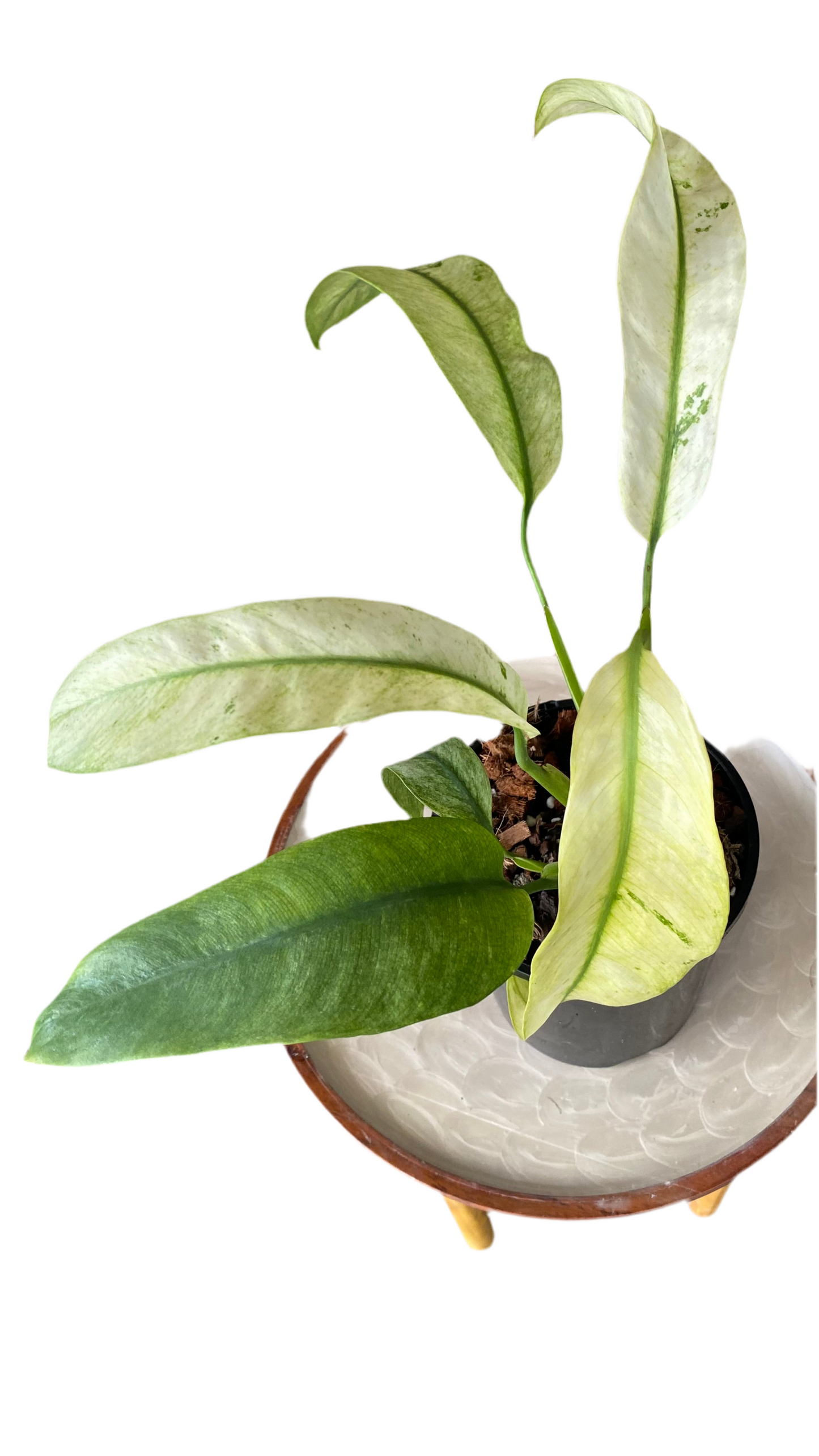 Epipremnum Giganteum Variegated