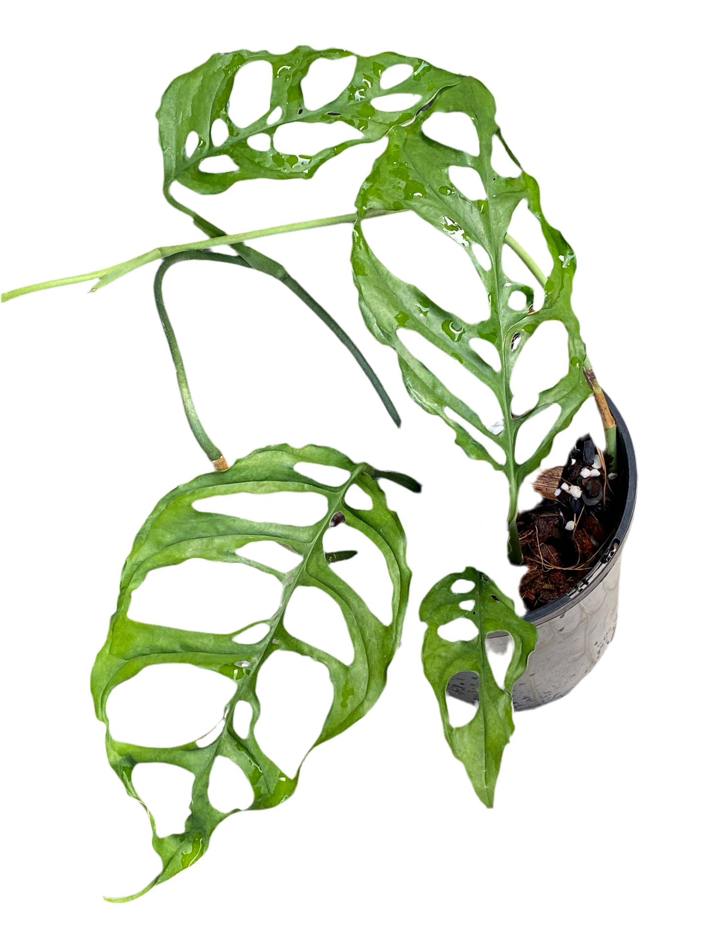 Monstera Obliqua - Peru