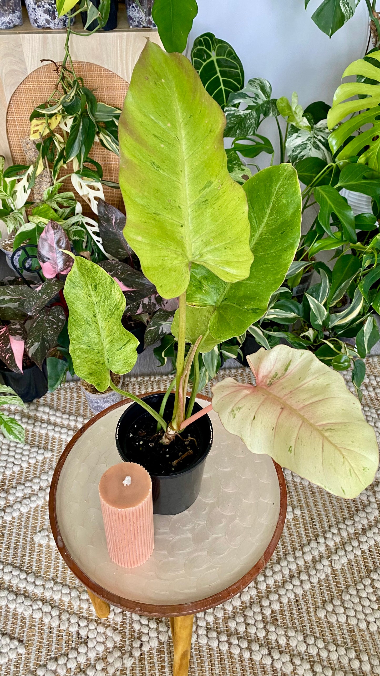 Philodendron Snowdrift