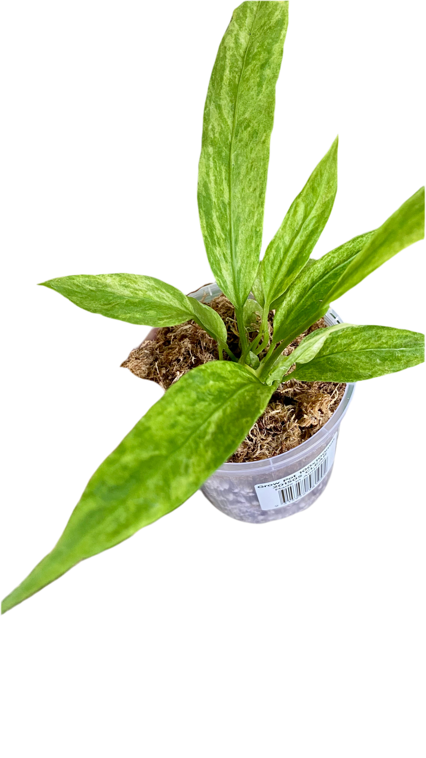 Anthurium Vittarifolium Variegated