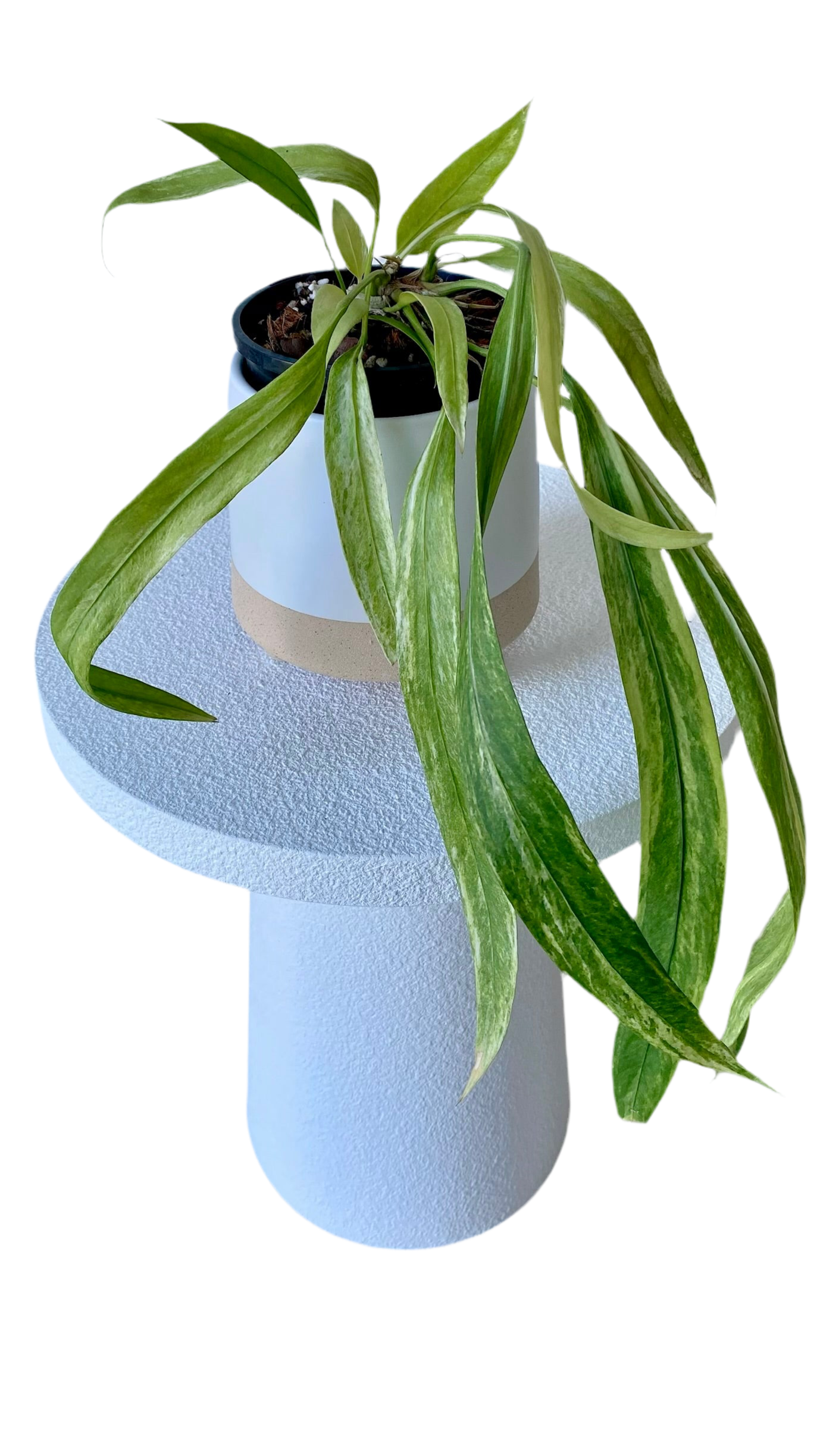 Anthurium Vittarifolium Variegated