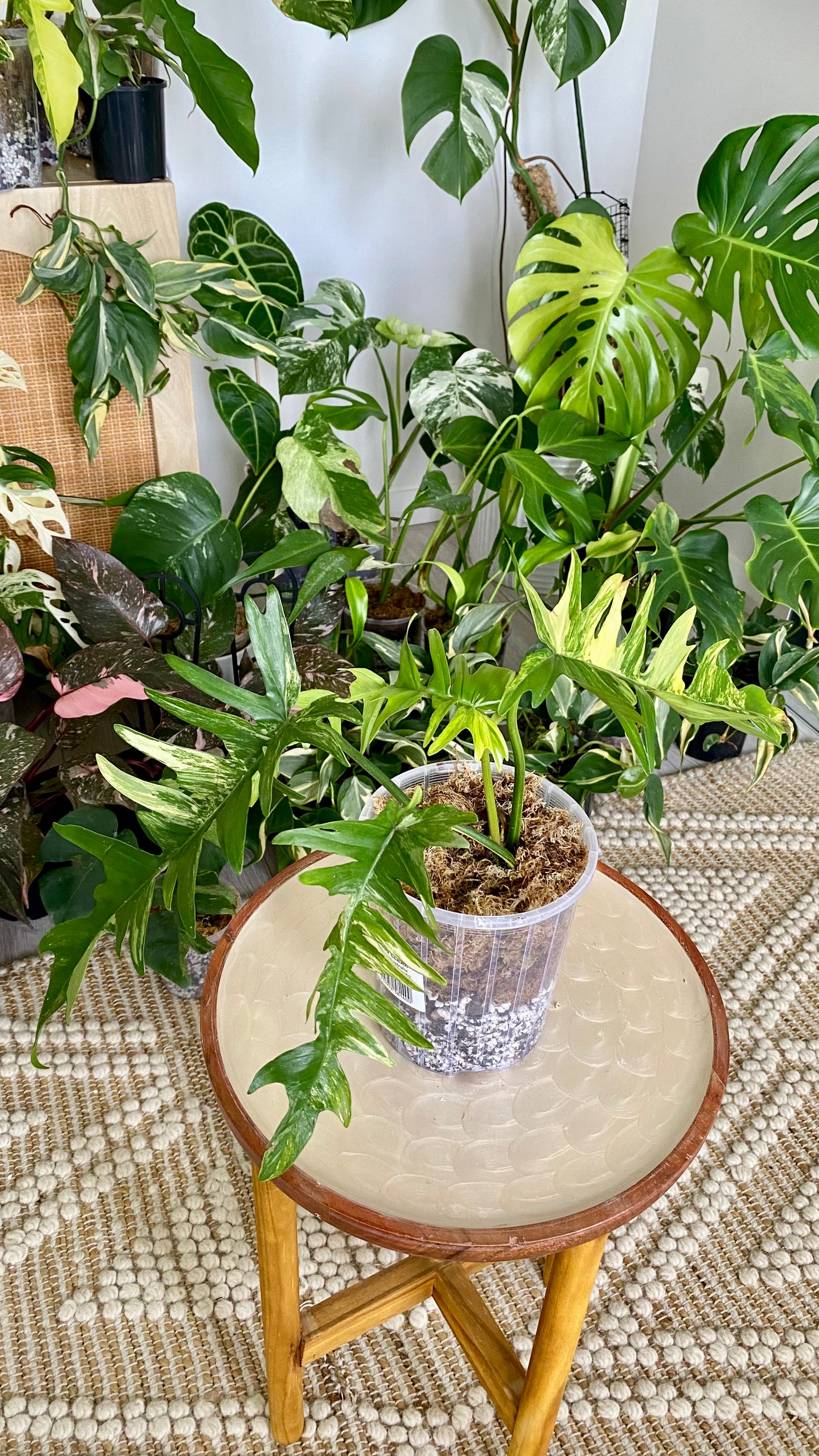 Philodendron Florida Beauty x P. Totum Variegated