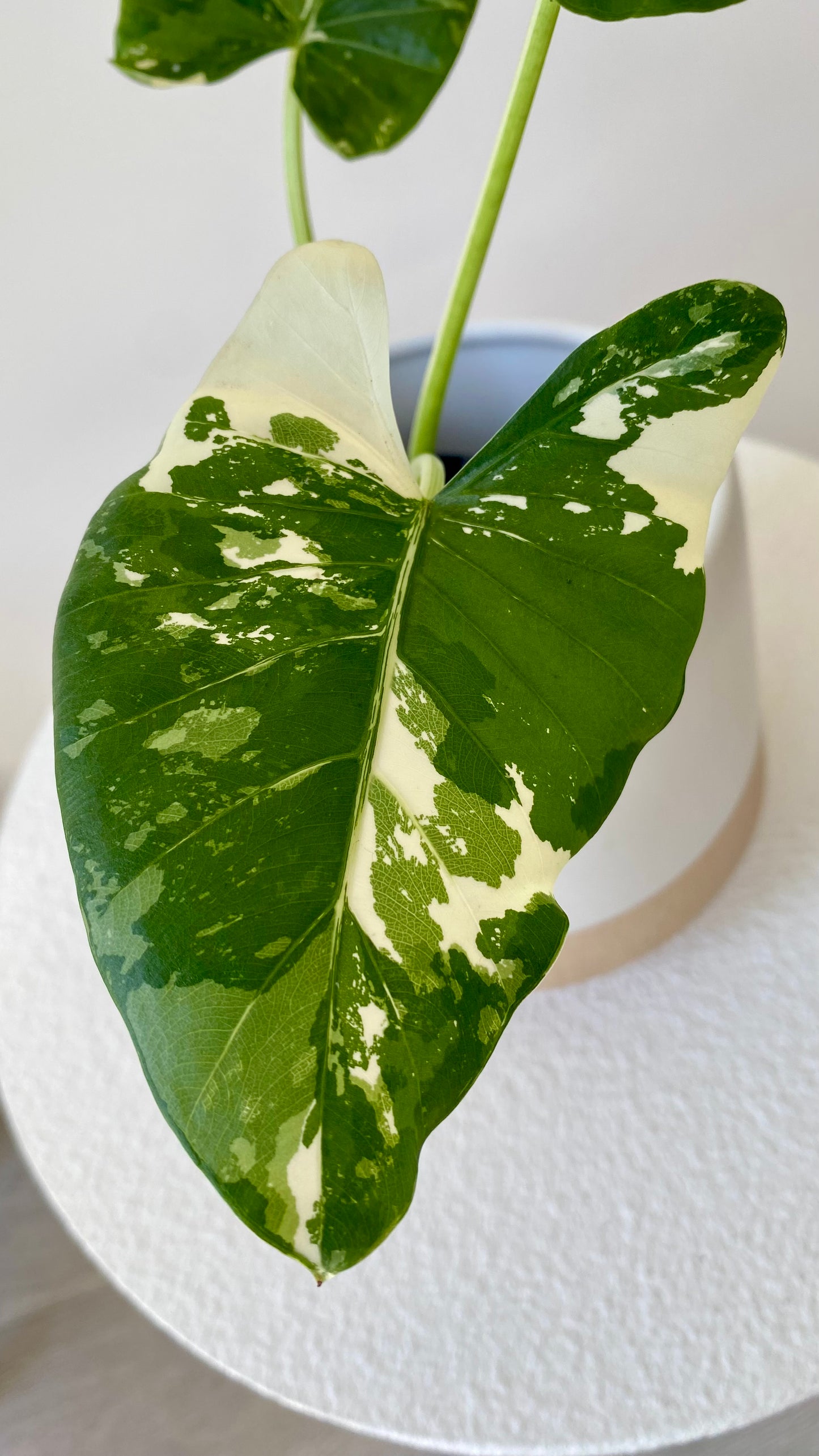 Alocasia maccrorhiza