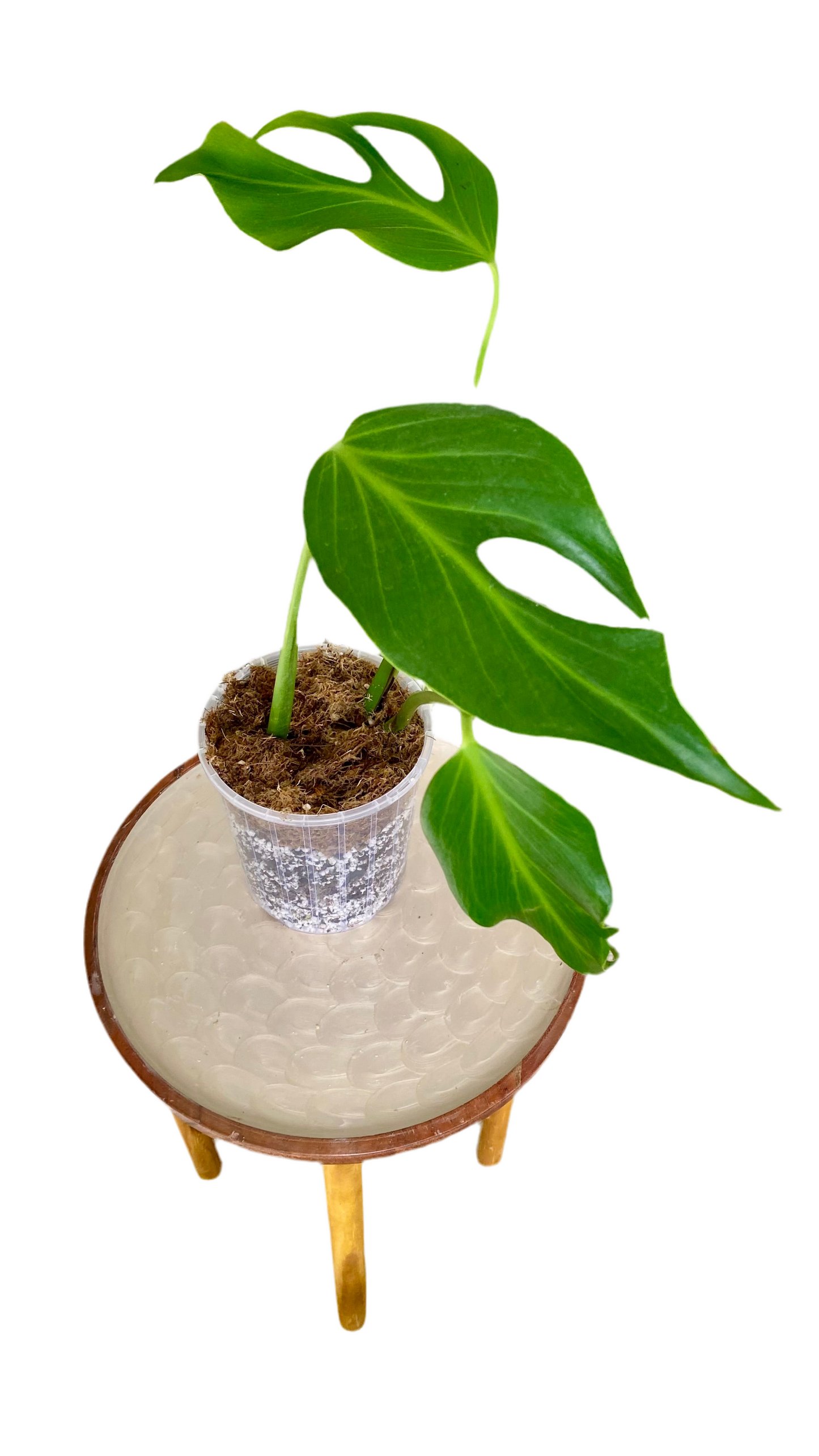 Monstera Burle Marx Flame
