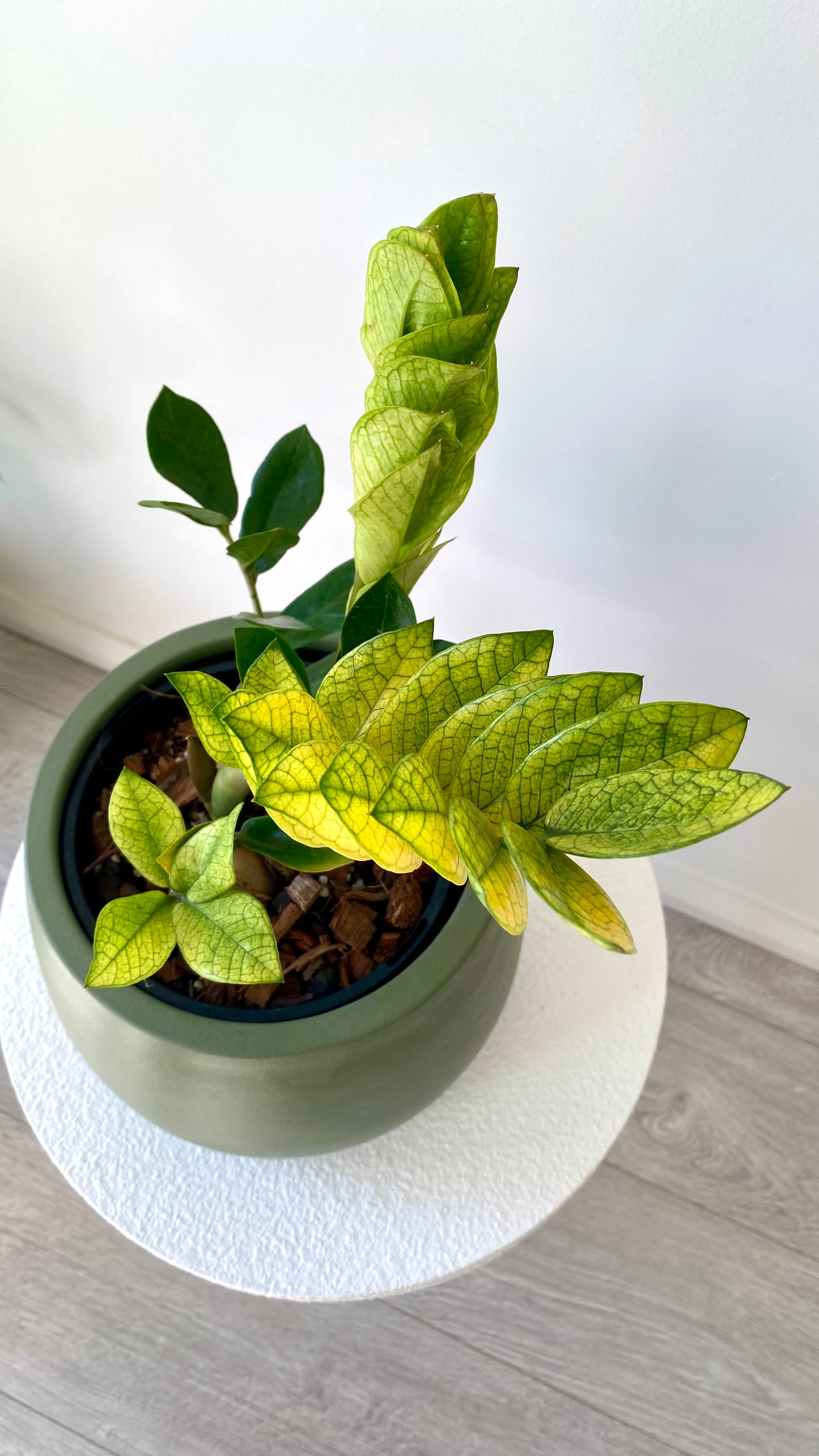Zamioculcas Zamiifolia - Akebono