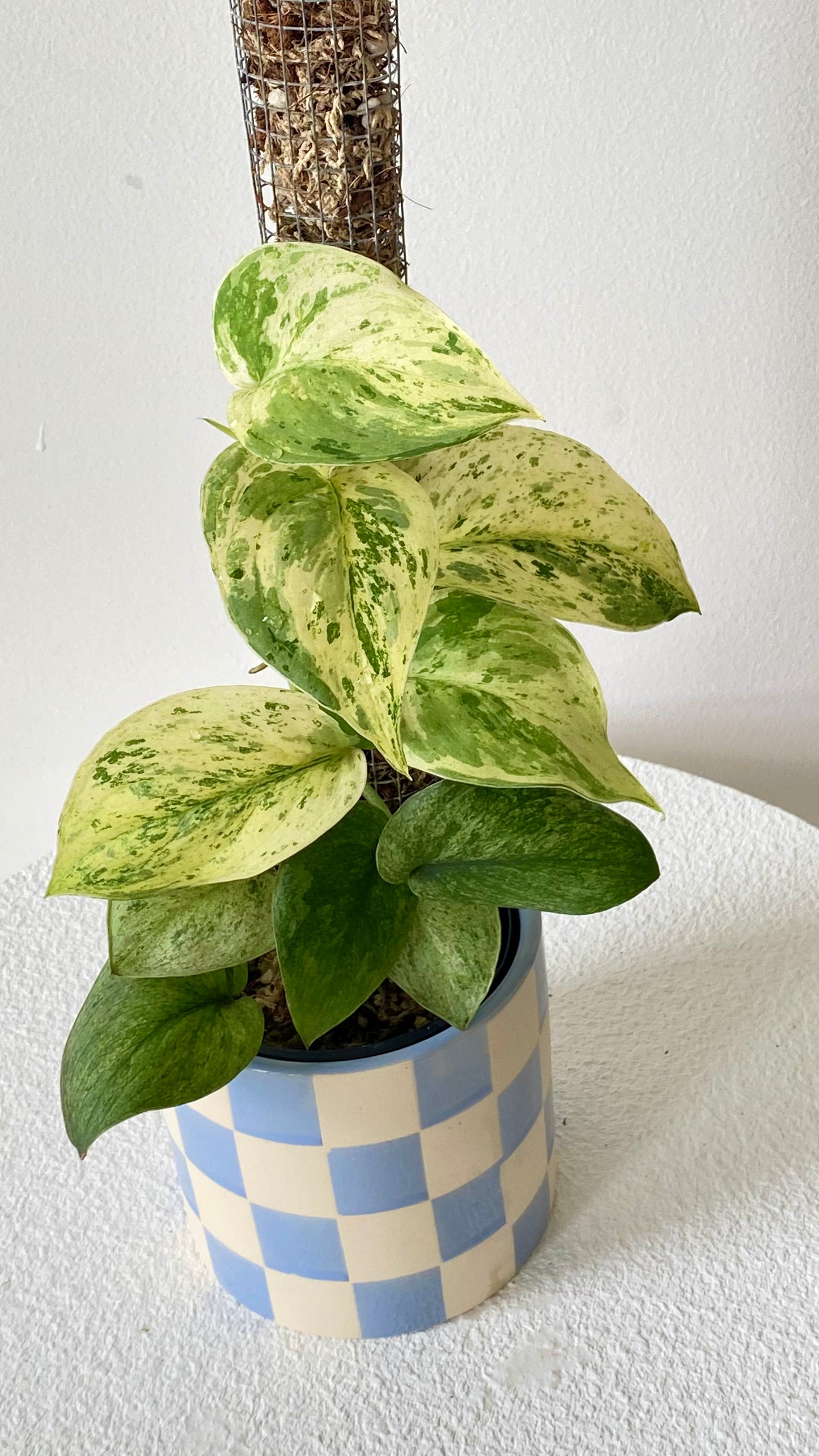 Scindapsus Jade Satin Mint