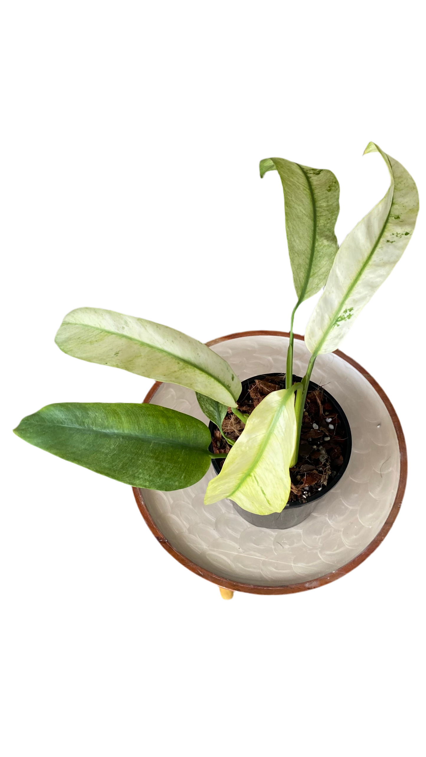 Epipremnum Giganteum Variegated