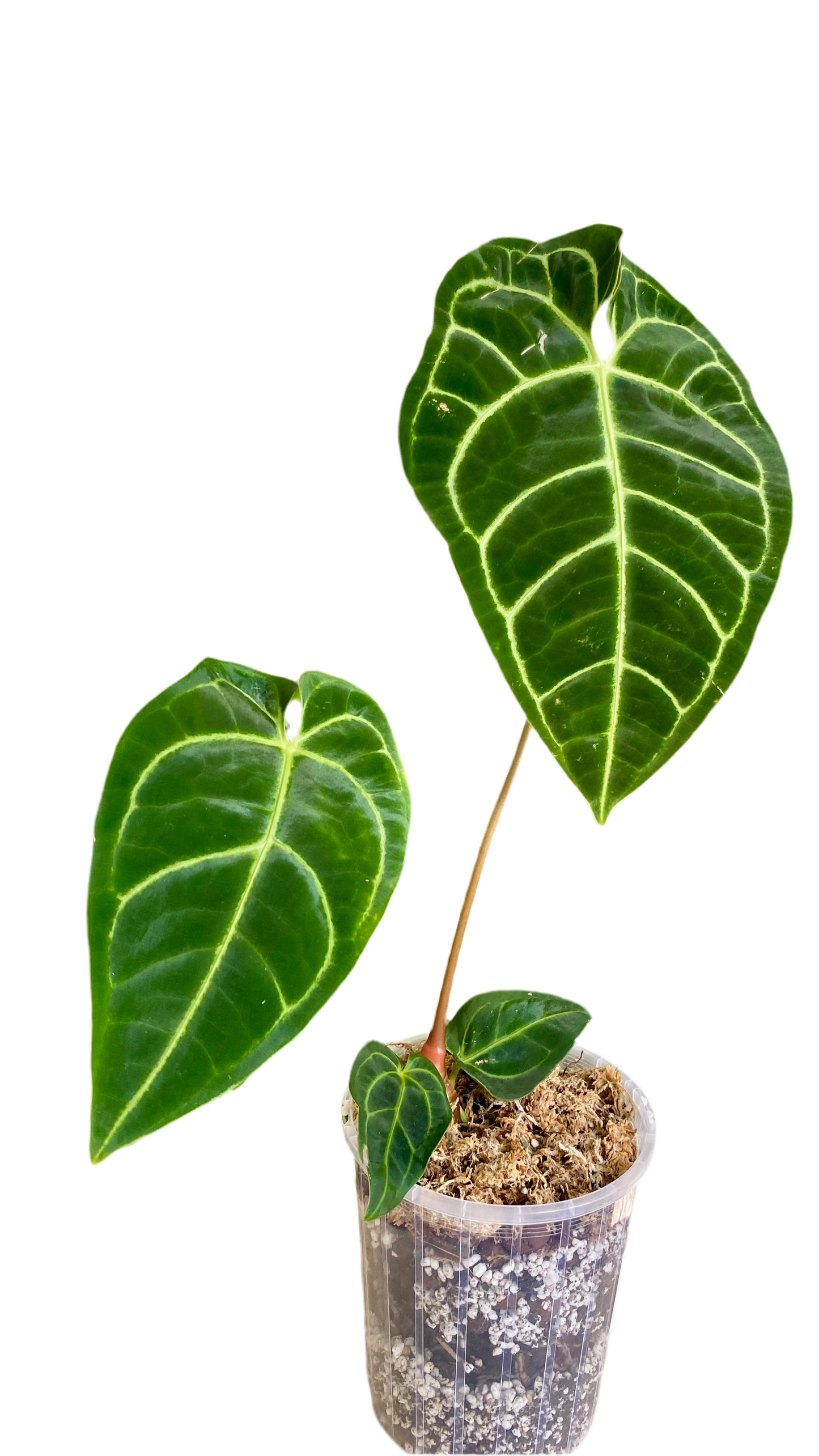 Anthurium Regale