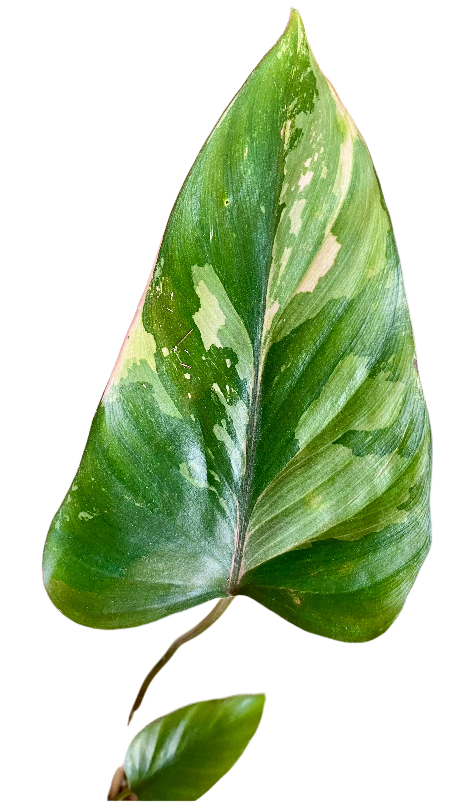 Homalomena Pink Diamond Variegated