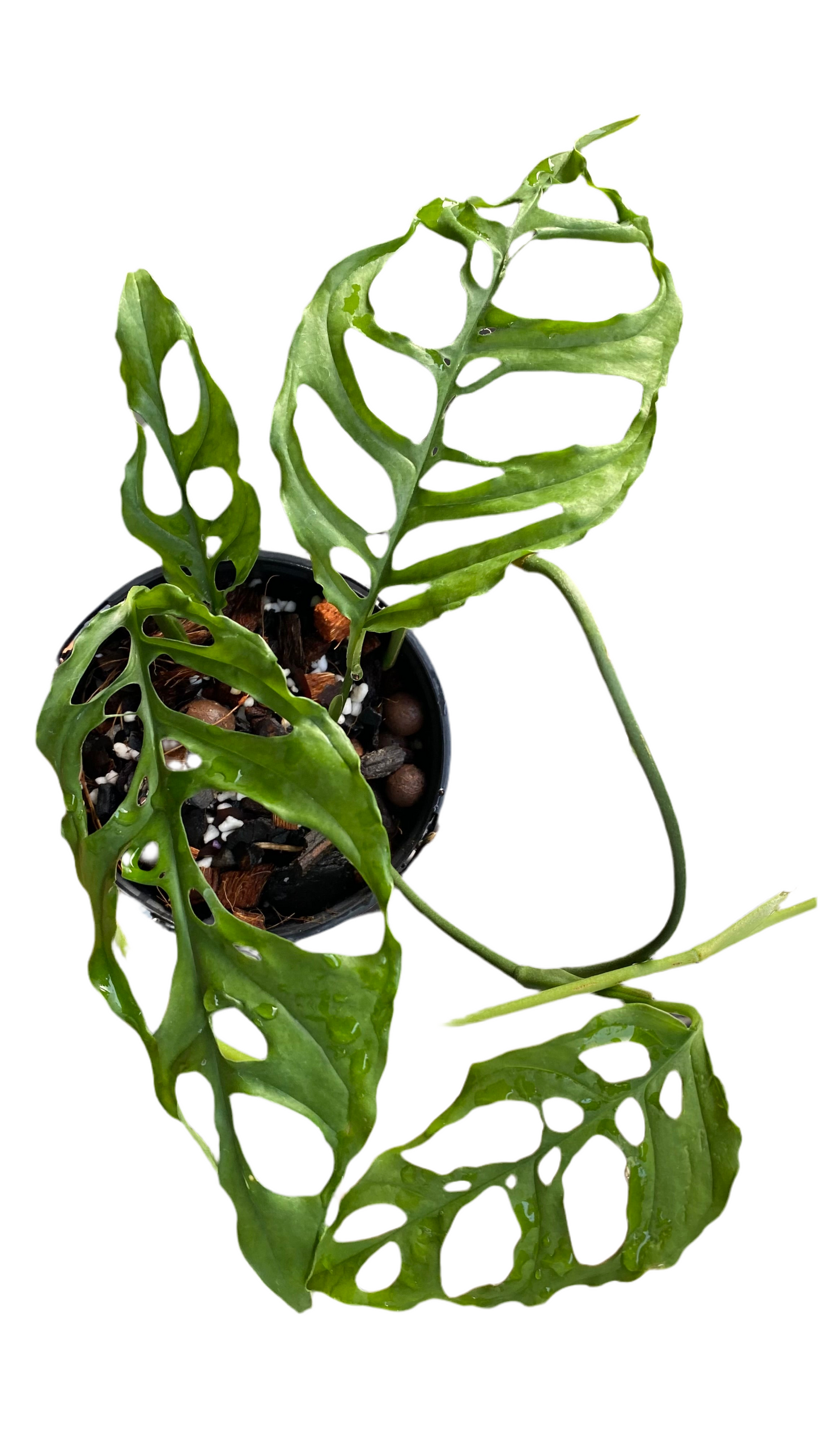 Monstera Obliqua - Peru