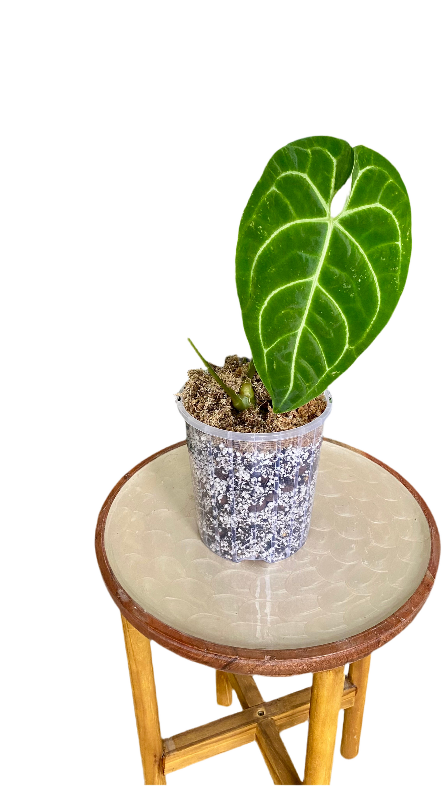 Anthurium Regale