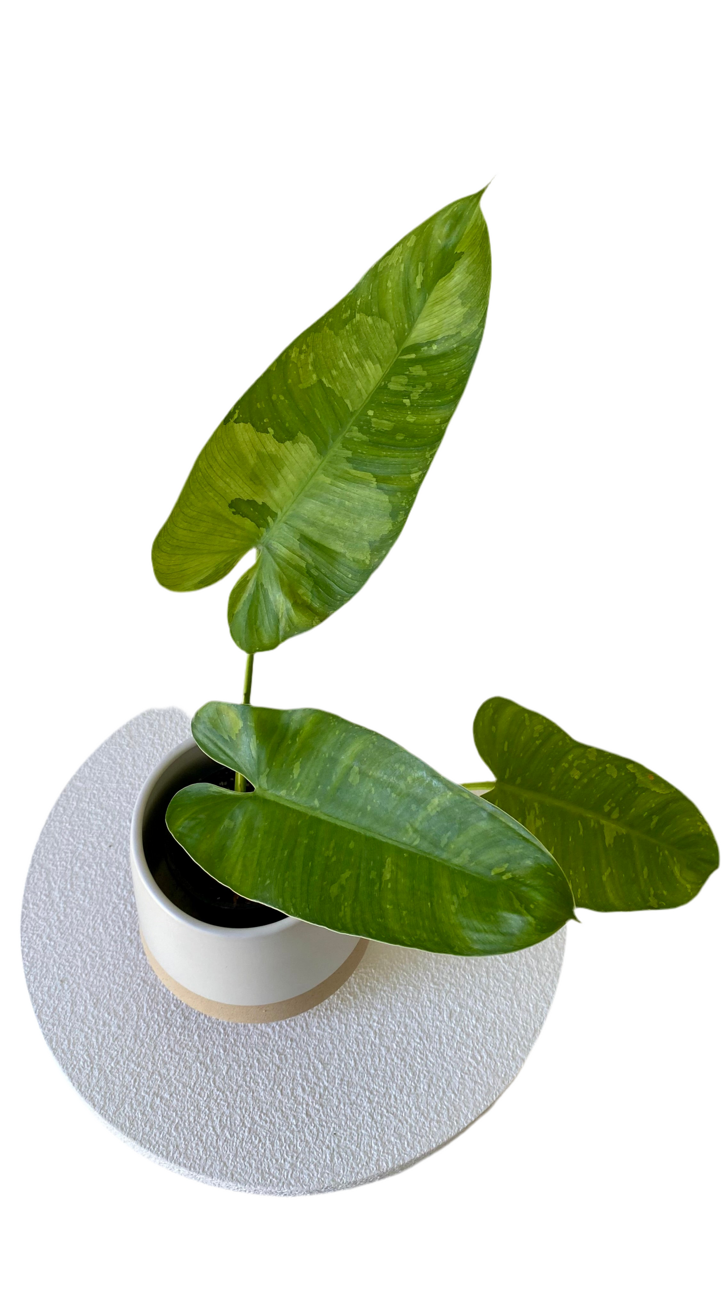 Philodendron Jose Buono