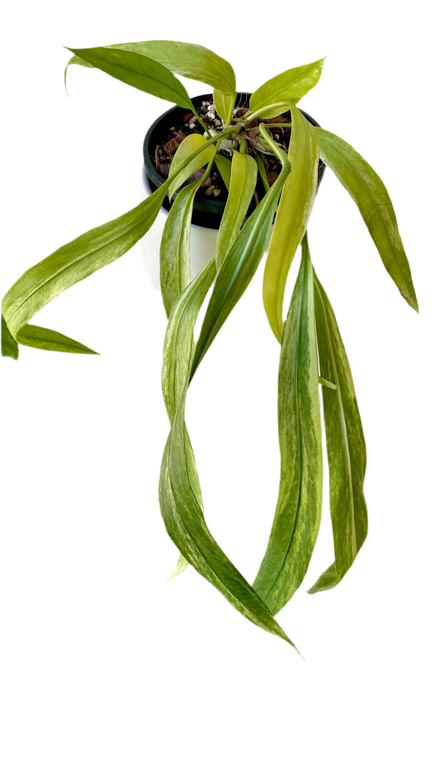 Anthurium Vittarifolium Variegated