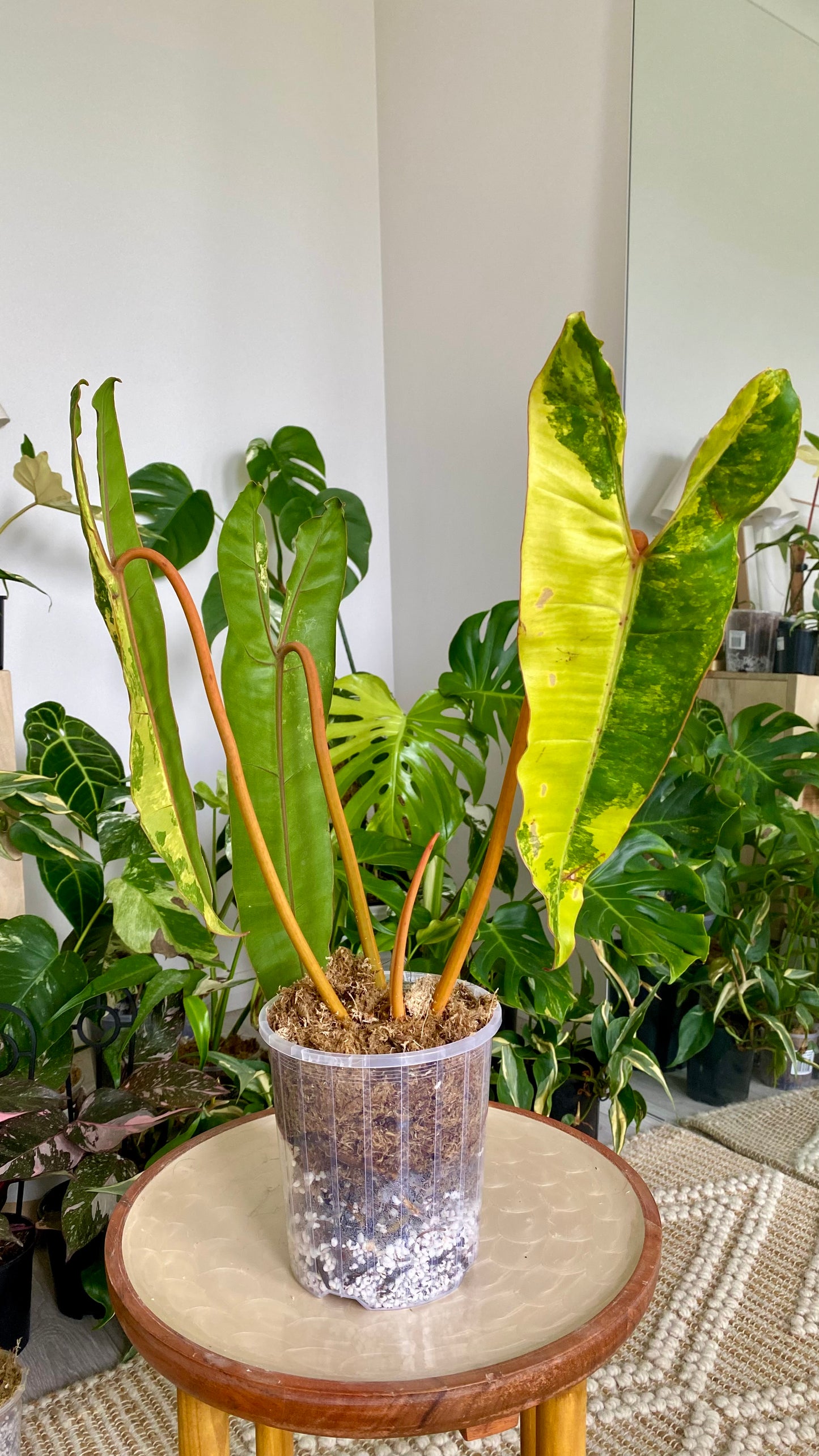 Philodendron Billietiae Variegated