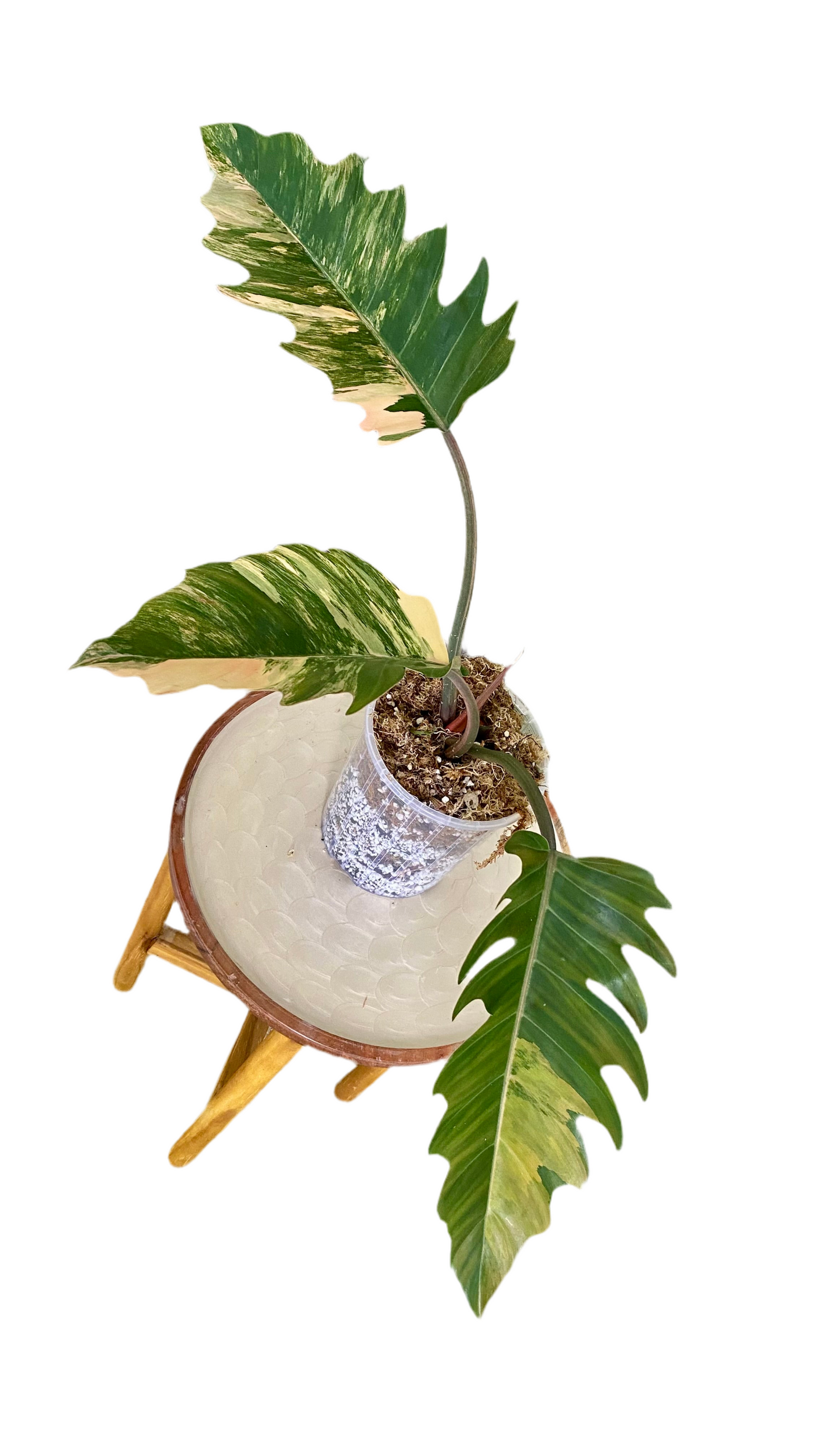 Philodendron Caramel Mable Variegated
