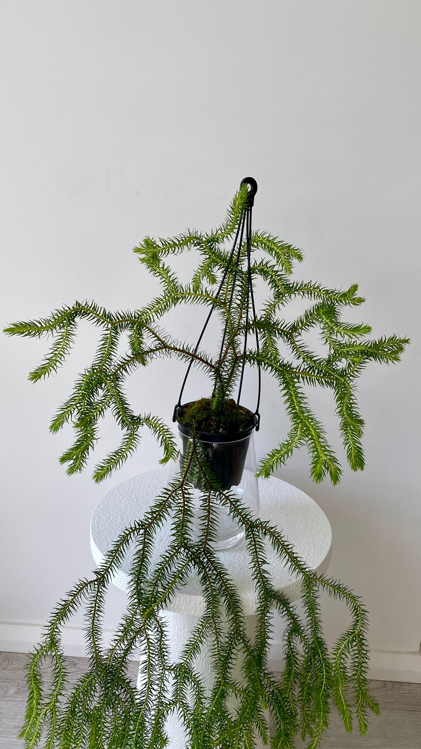 Queensland Fine Rock Tassel Fern