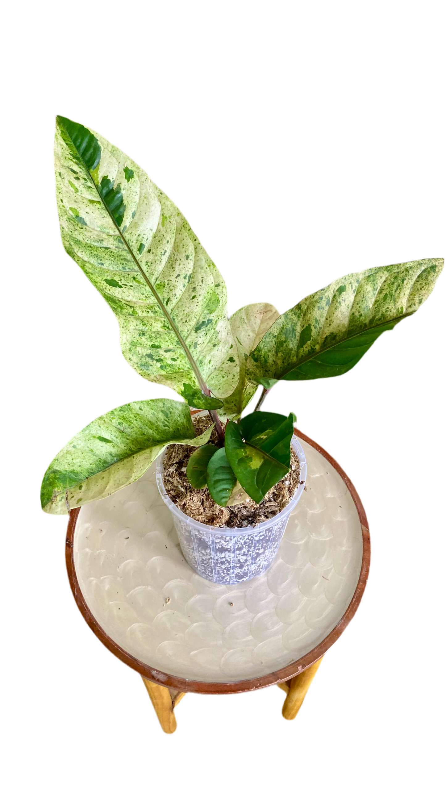 Anthurium Hookeri Variegated