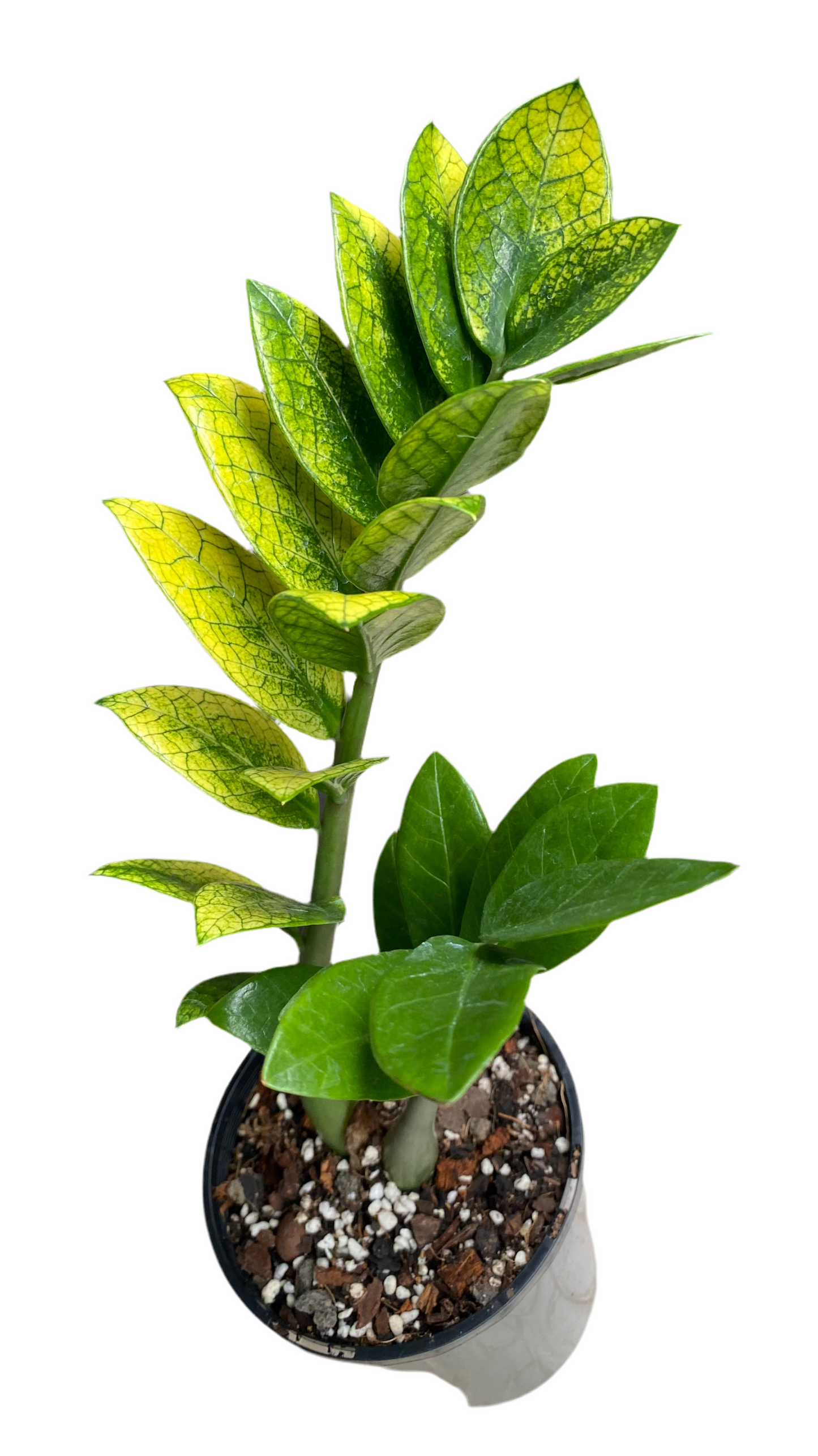 Zamioculcas Zamiifolia - Akebono