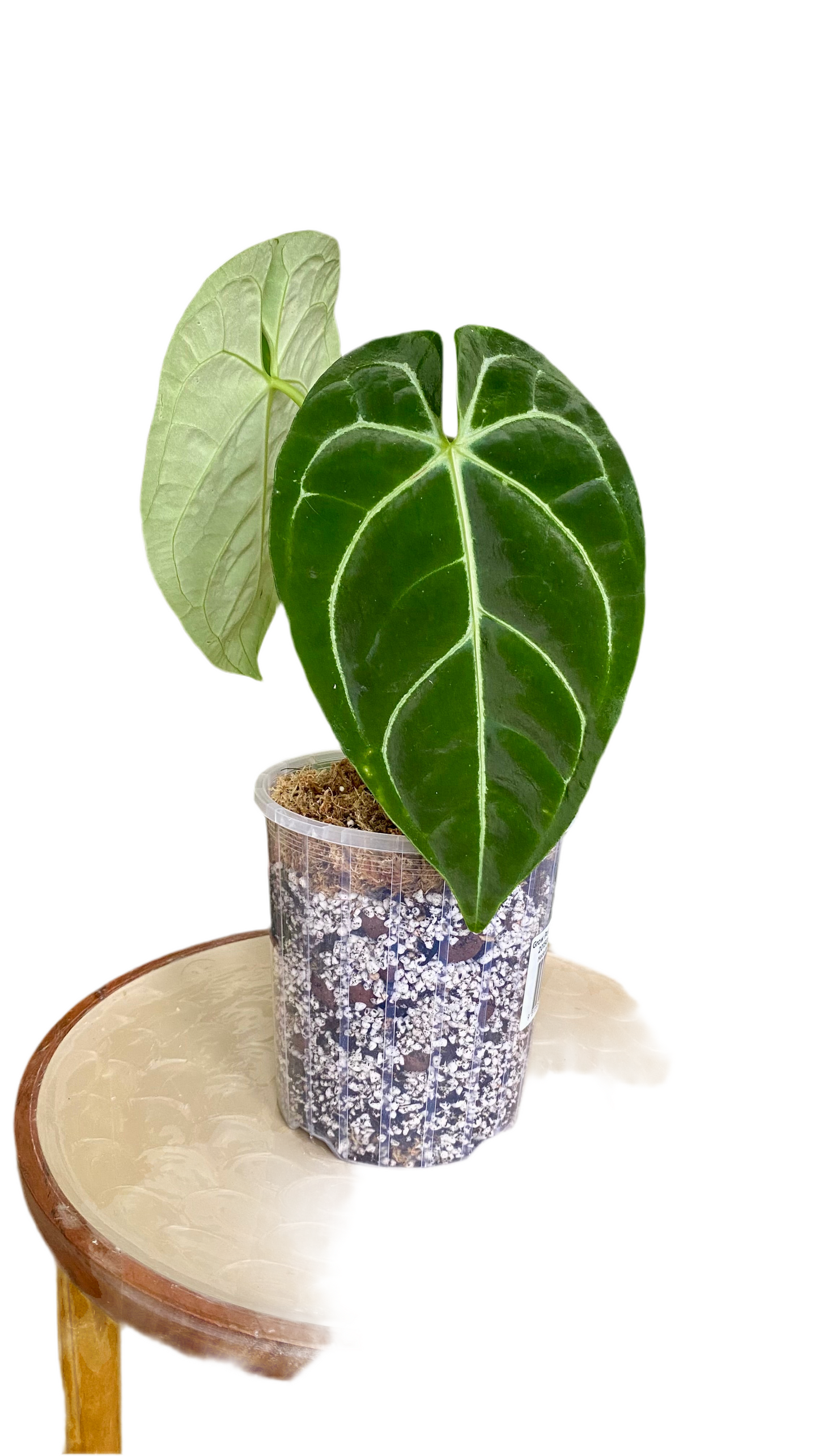 Anthurium Regale