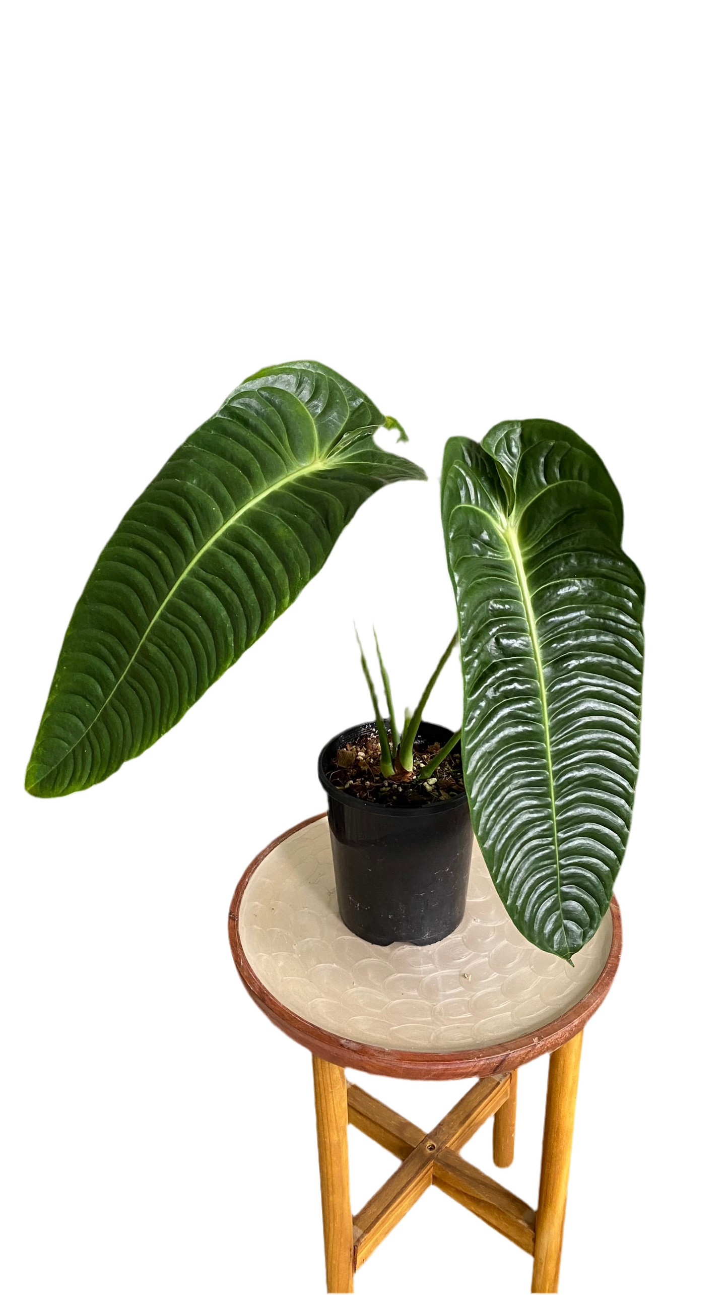 Anthurium Vietchii - King of Anthuriums