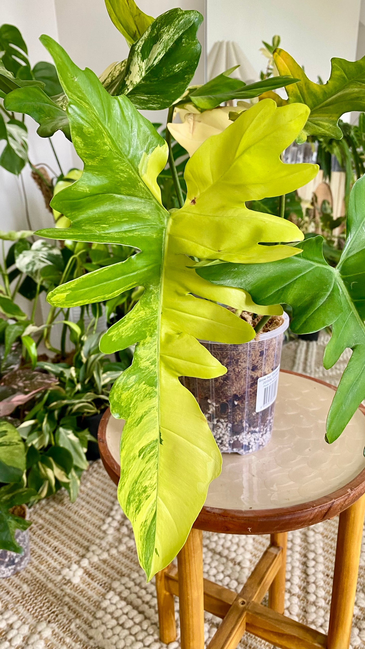 Philodendron Beauty * P. Mayoi Variegated