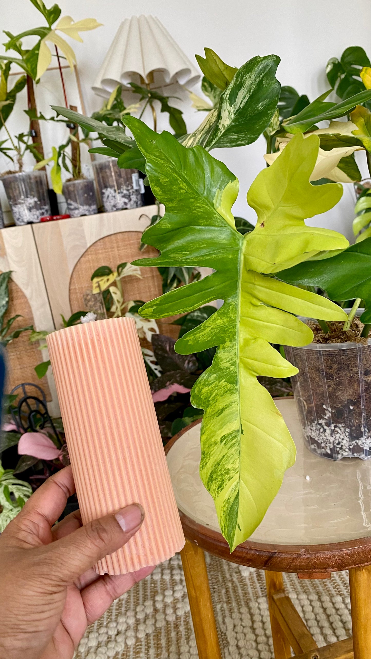 Philodendron Beauty * P. Mayoi Variegated