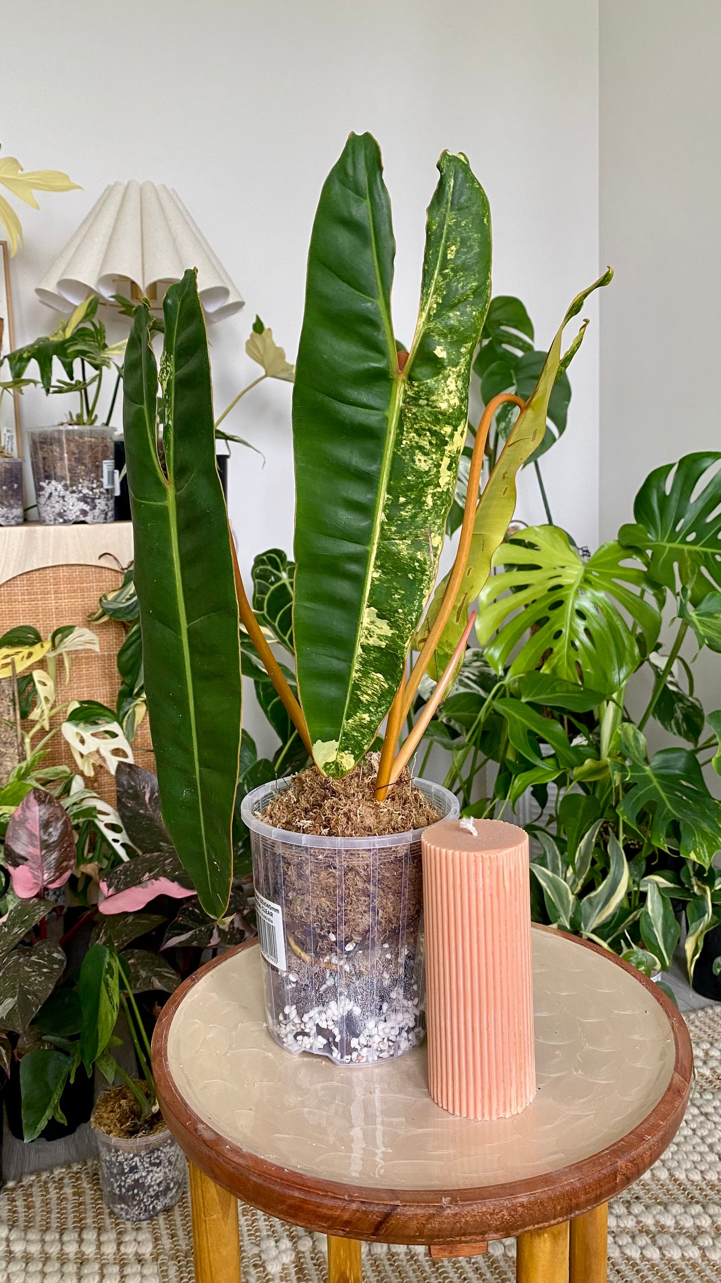 Philodendron Billietiae Variegated