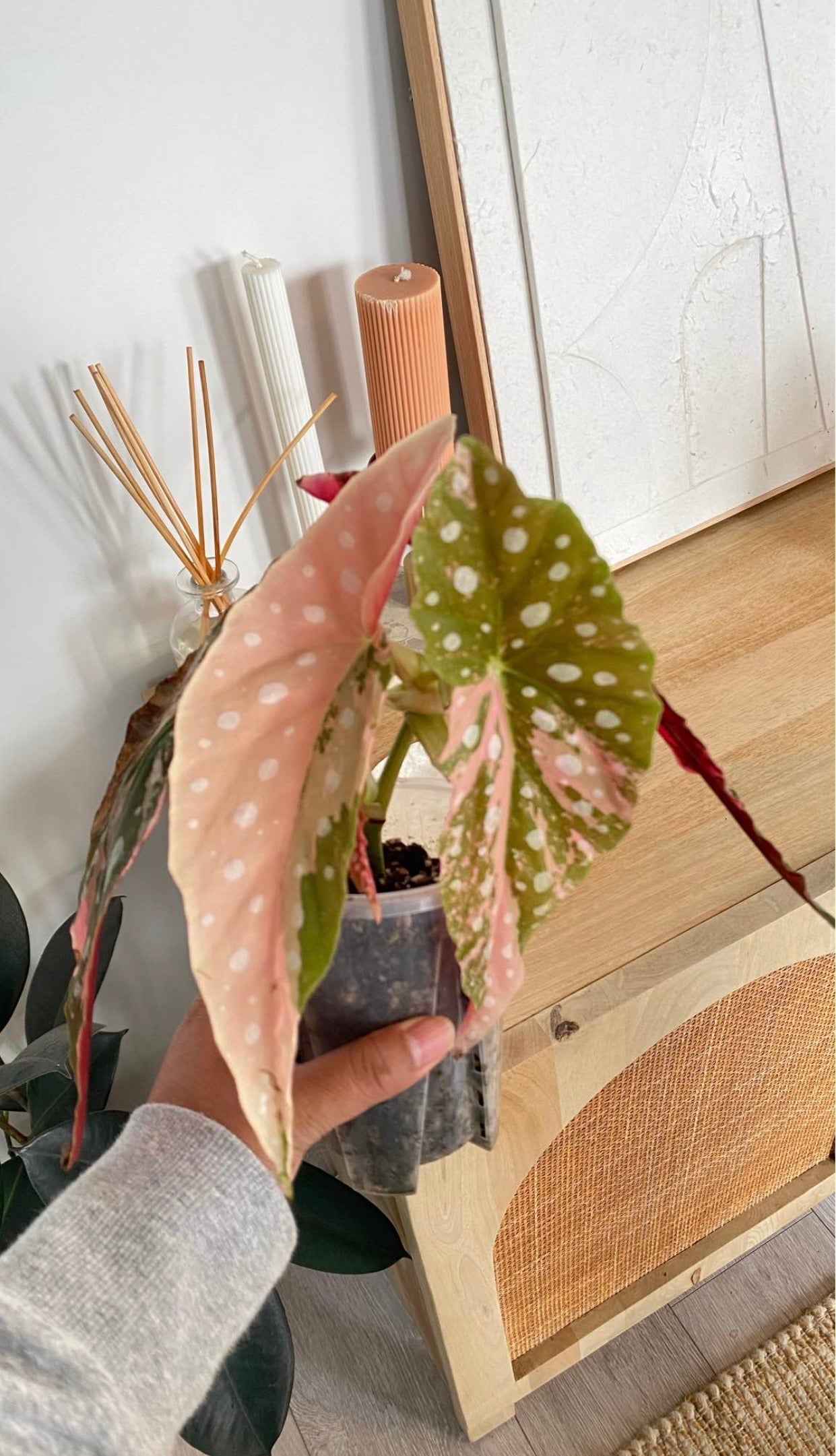 Begonia Maculata variegated