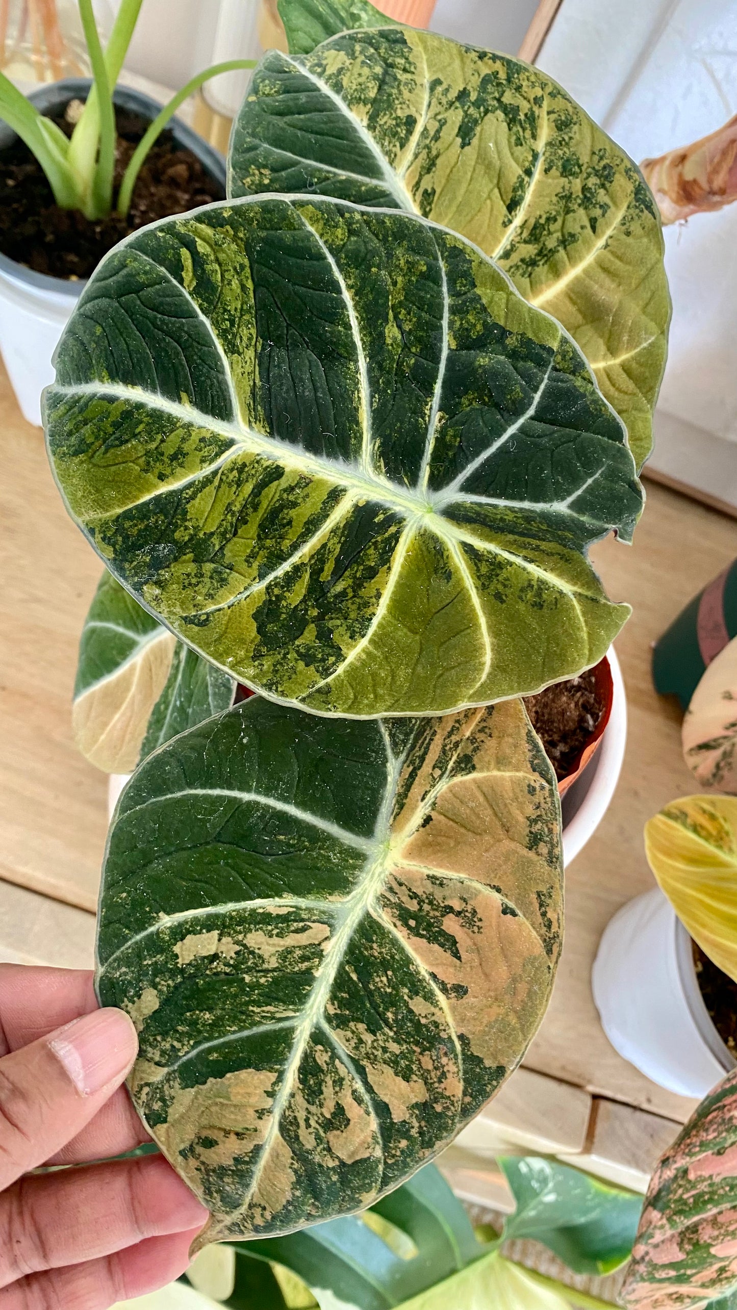 Alocasia Black Velvet Gold Variegated