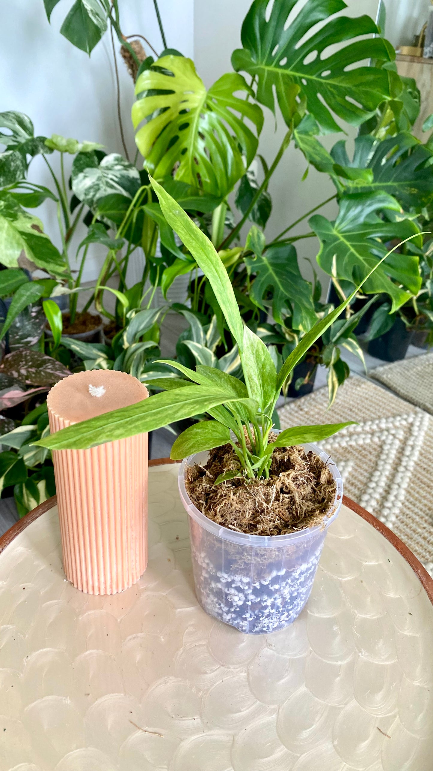 Anthurium Vittarifolium Variegated