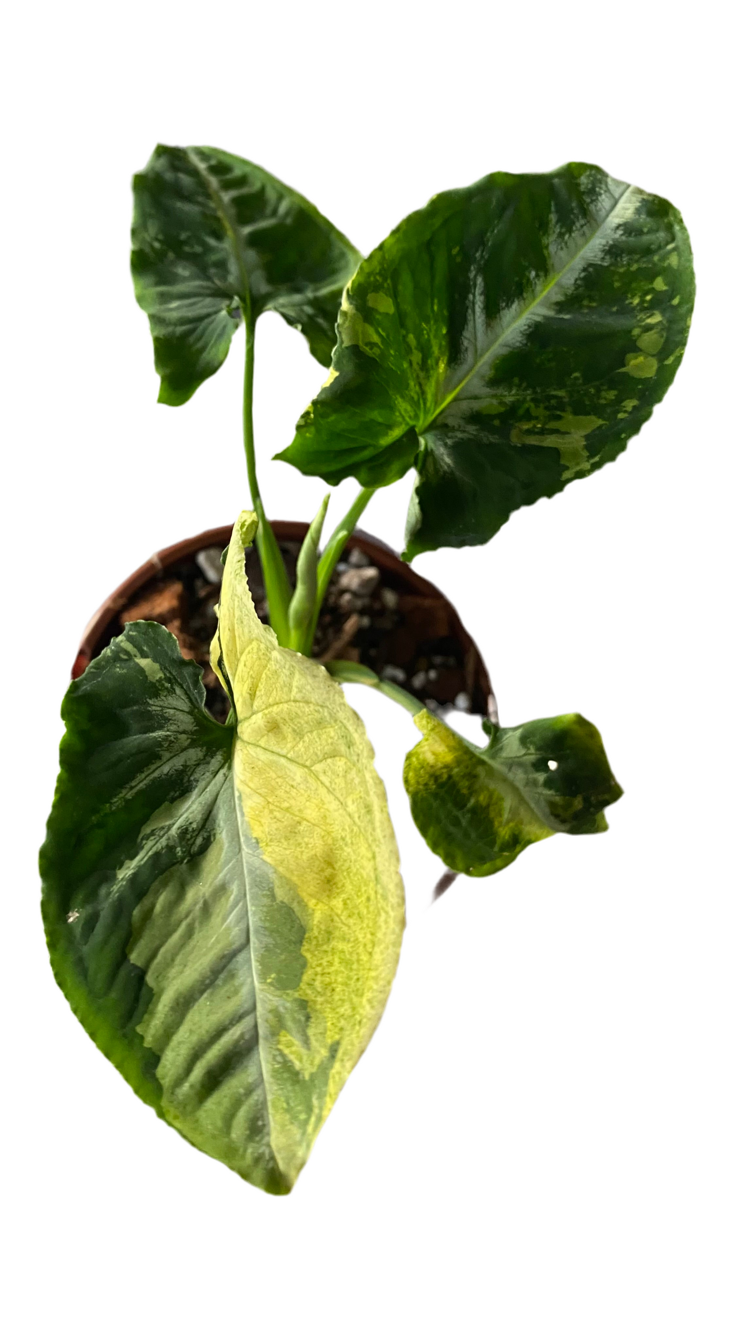 Syngonium Scrambled Eggs