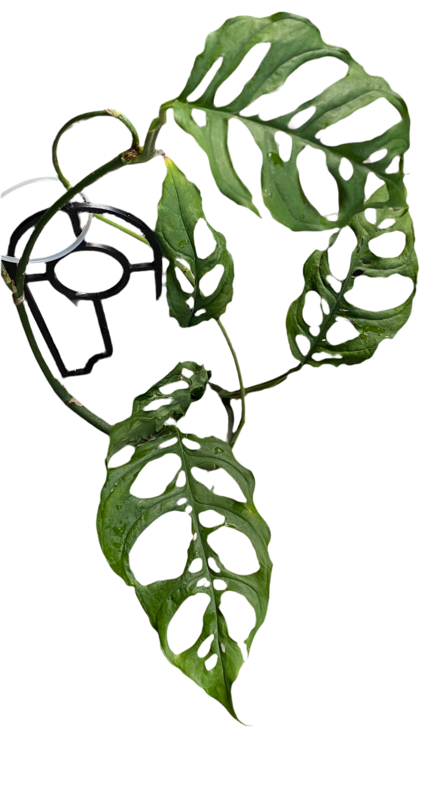 Monstera Obliqua - Peru
