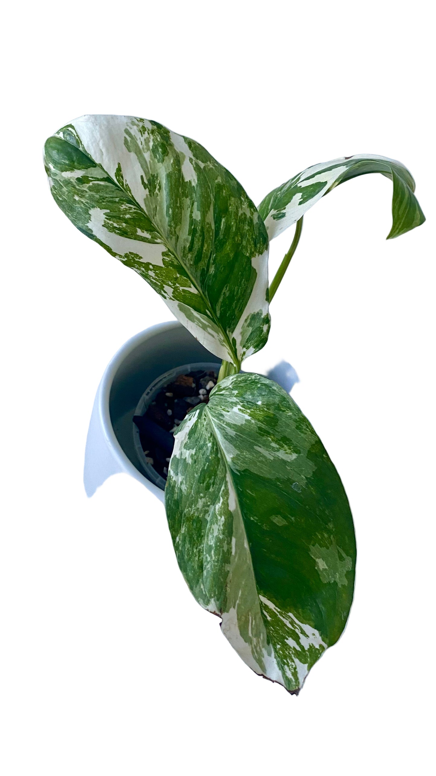 Monstera Lechleriana Variegated