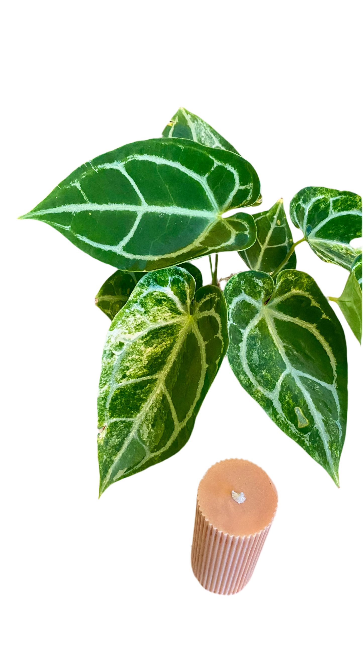 Anthurium Crystallinum hybrid Variegated