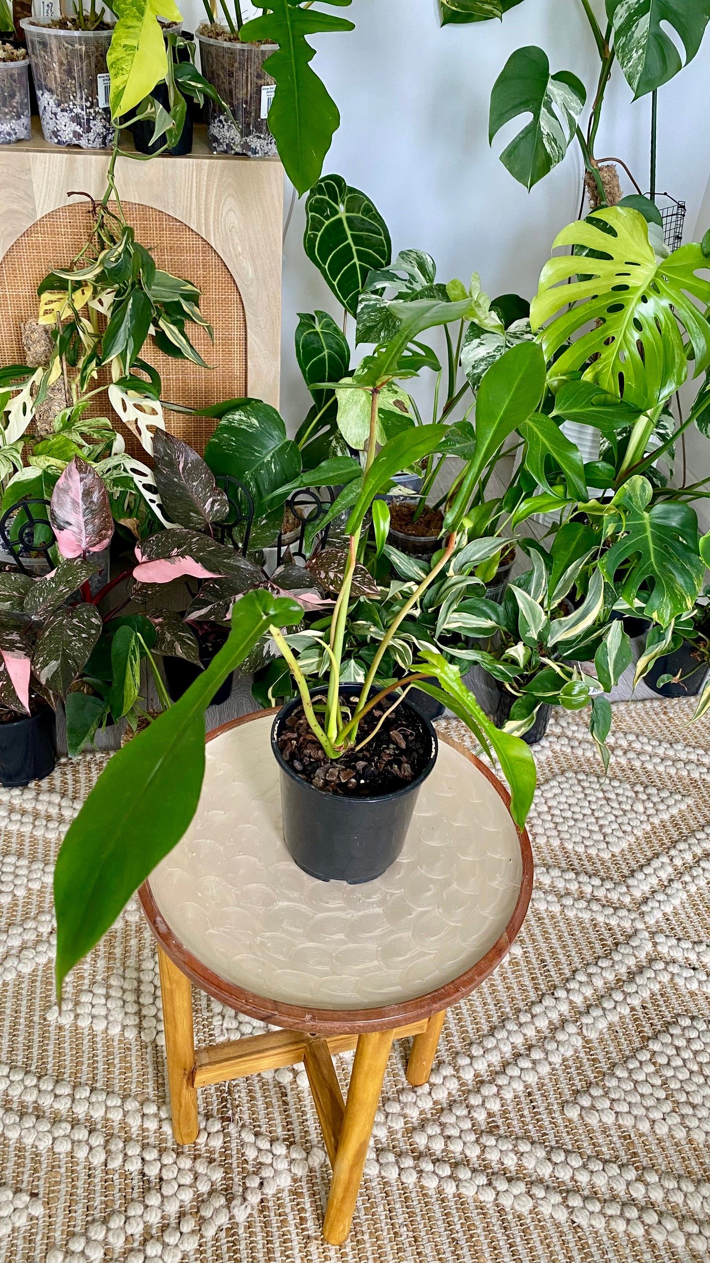 Philodendron Joepii