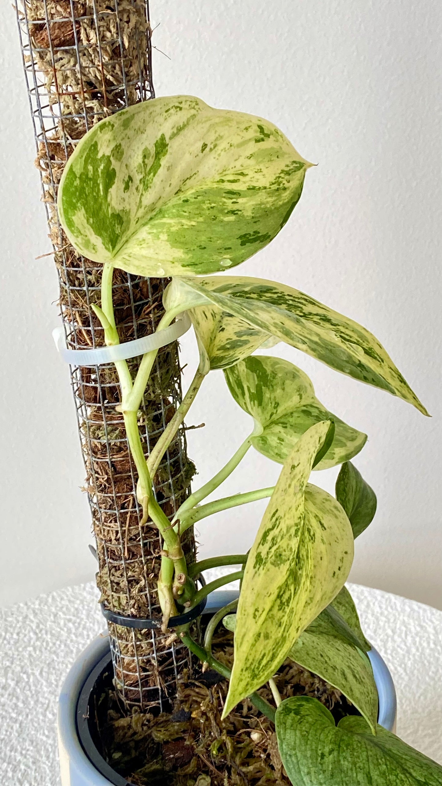 Scindapsus Jade Satin Mint