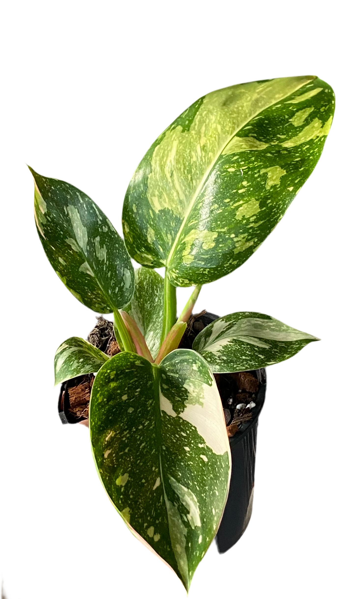 Philodendron Green Congo Nuclear