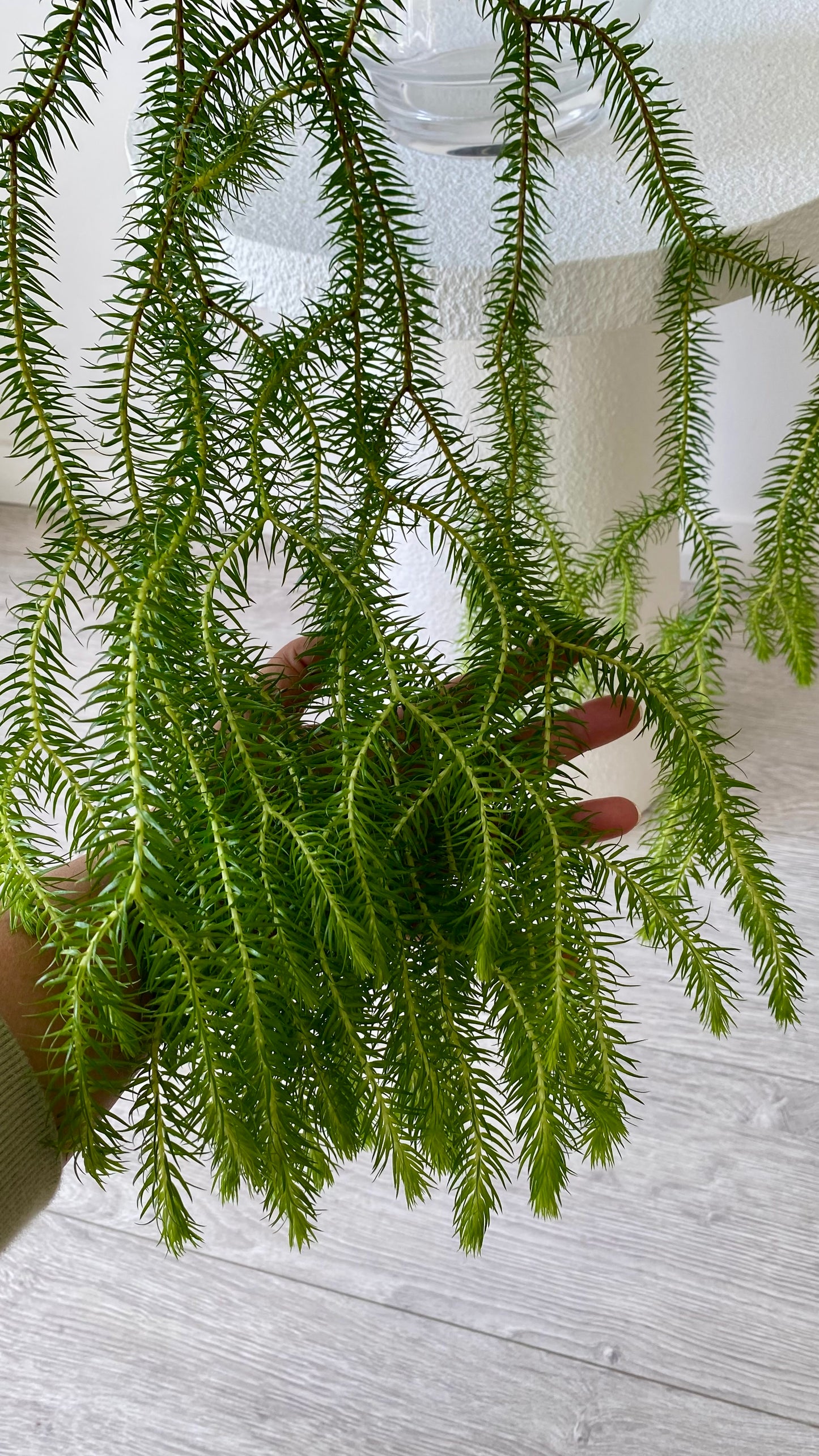 Queensland Fine Rock Tassel Fern