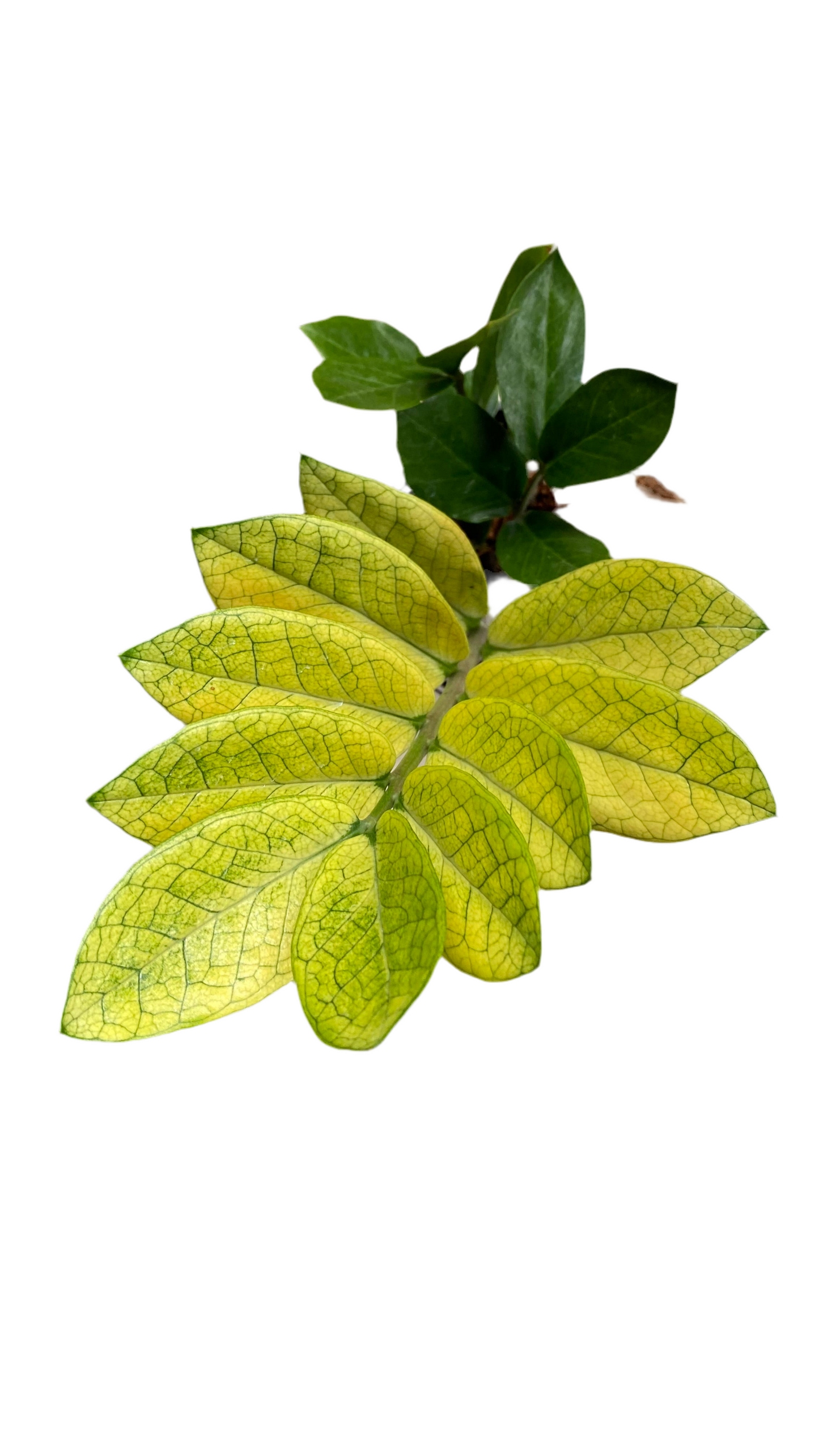 Zamioculcas Zamiifolia - Akebono