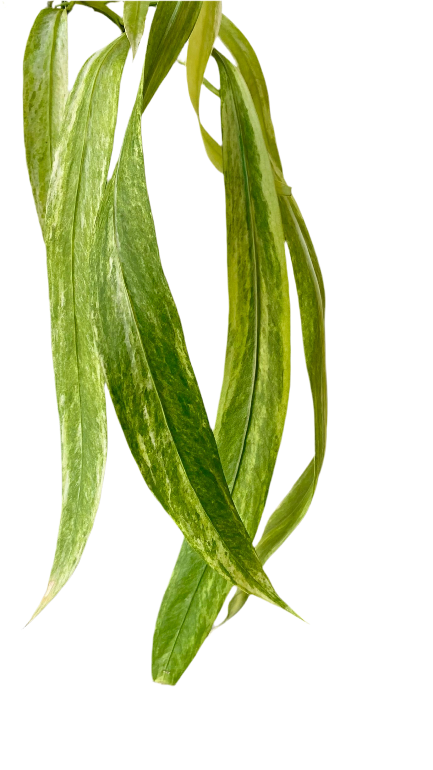 Anthurium Vittarifolium Variegated