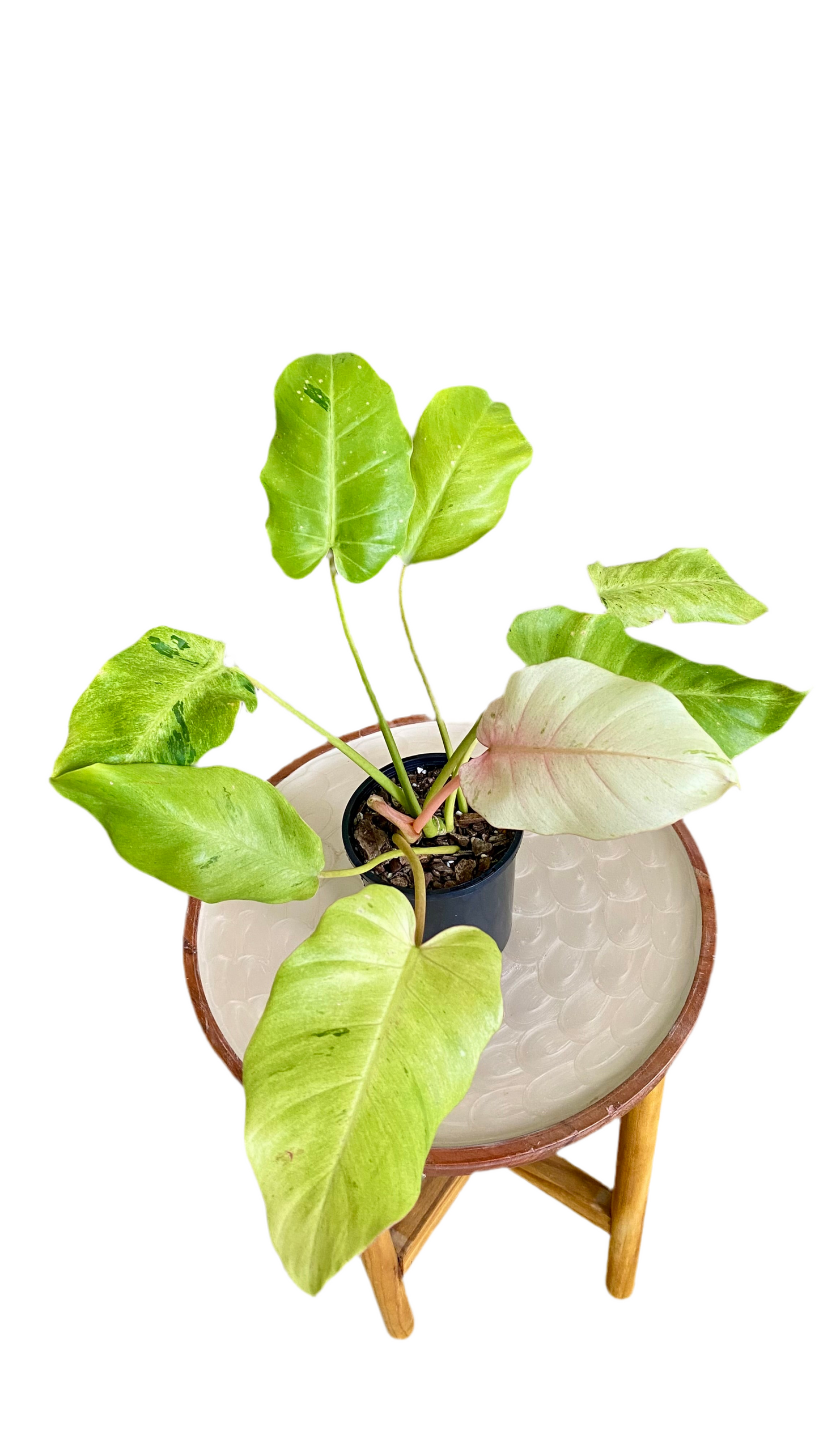 Philodendron Snowdrift