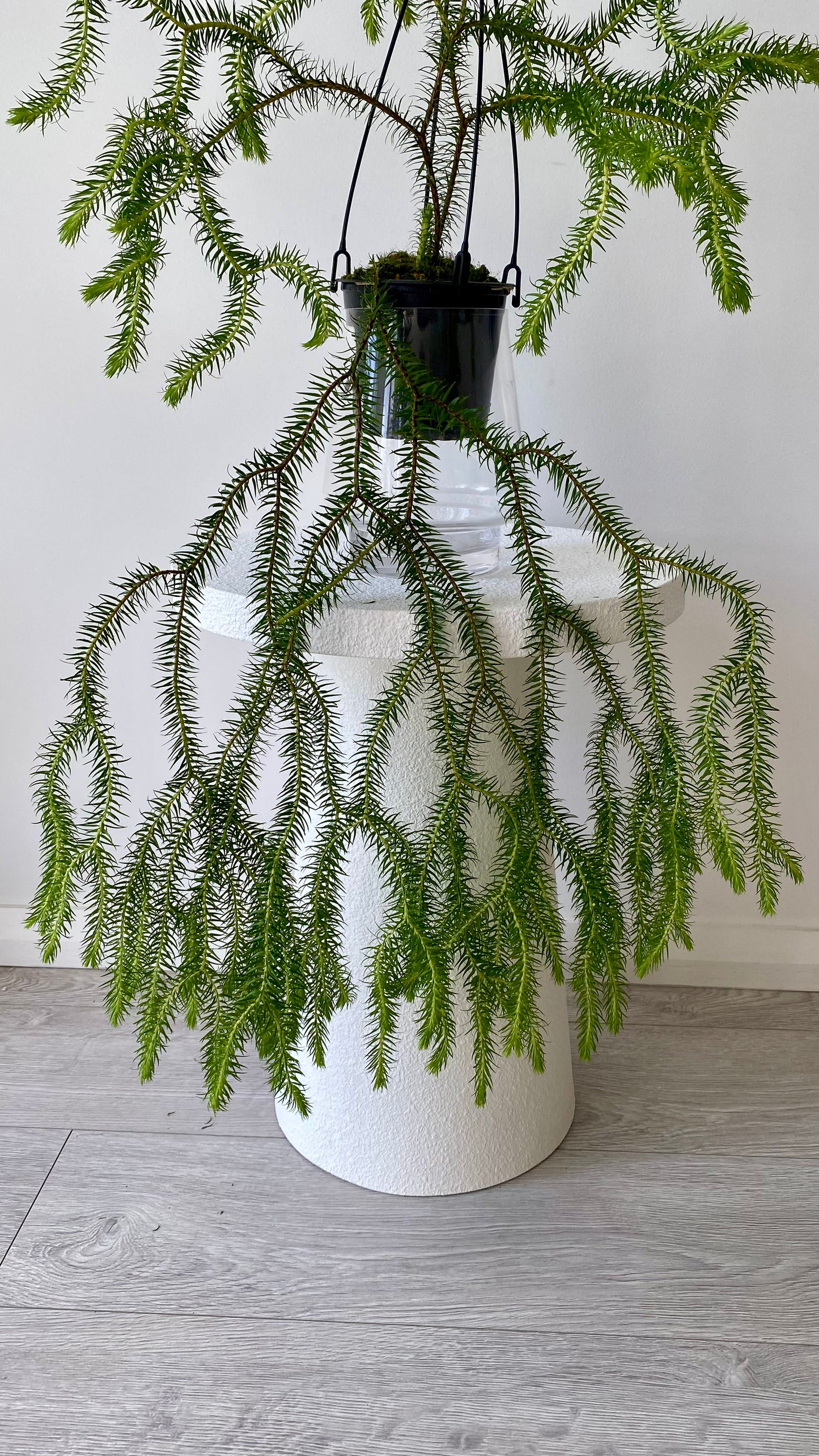 Queensland Fine Rock Tassel Fern