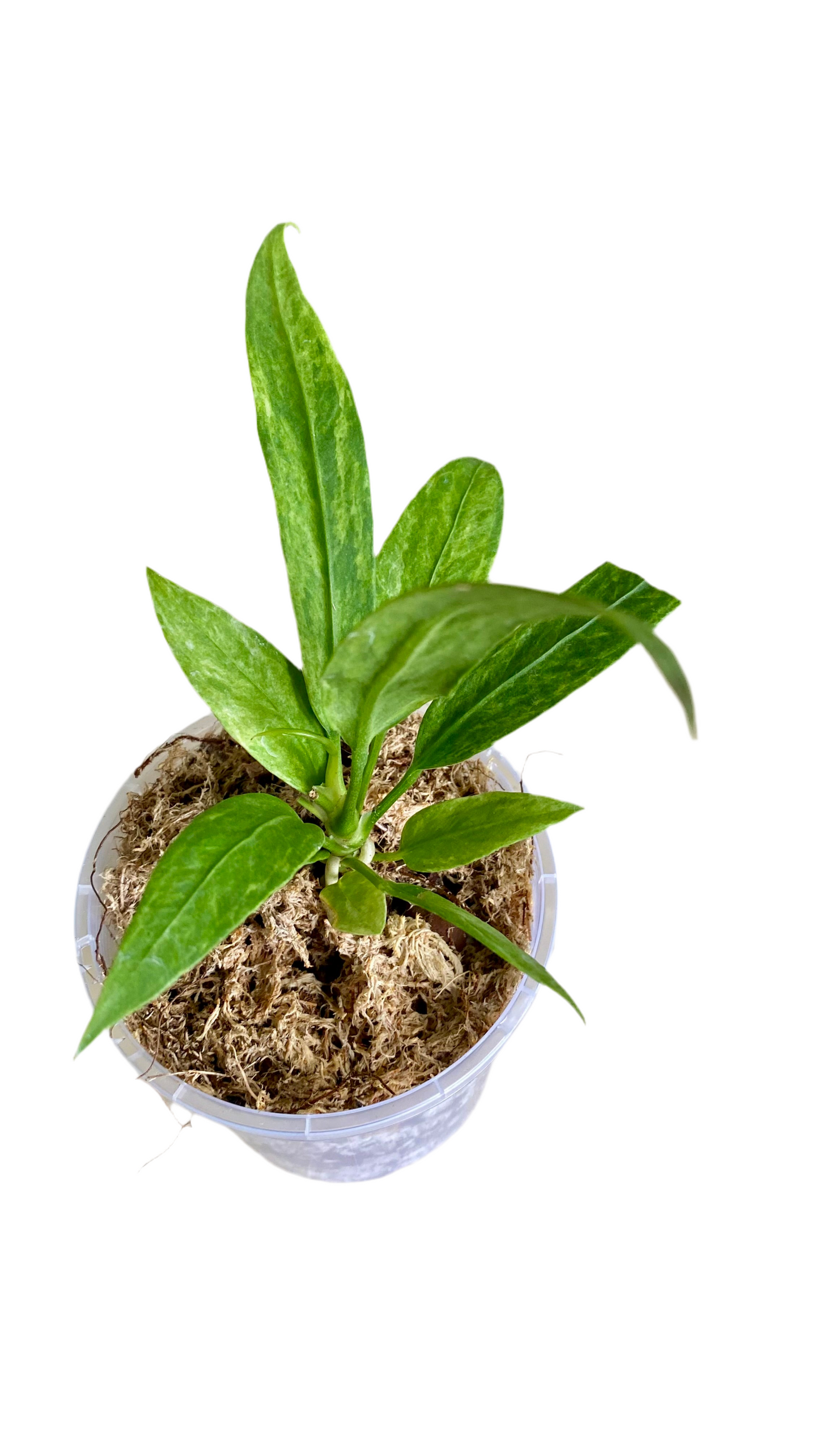 Anthurium Vittarifolium Variegated
